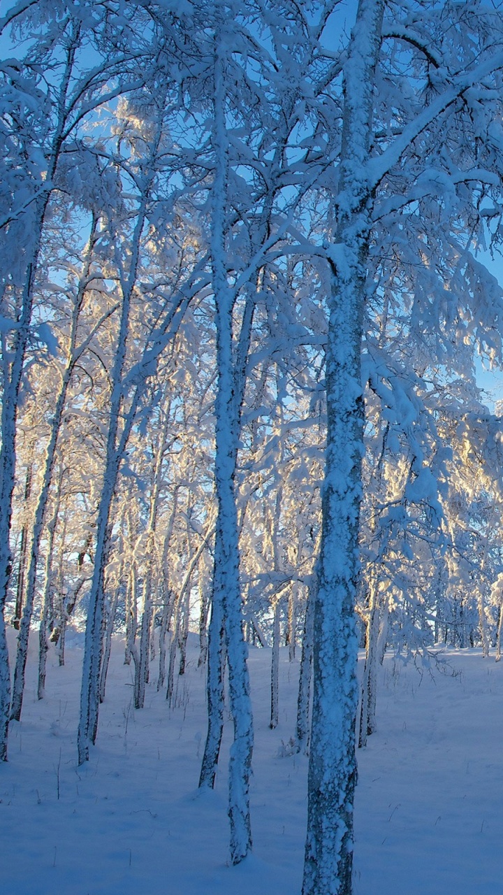 Brown Trees on Snow Covered Ground During Daytime. Wallpaper in 720x1280 Resolution