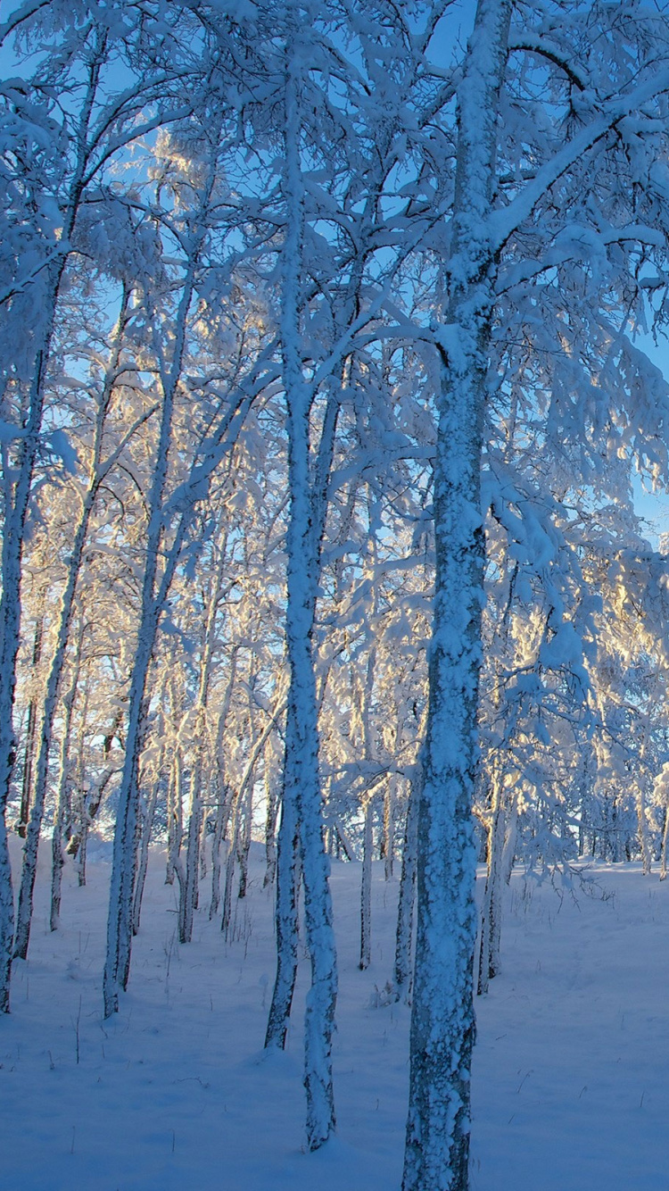 Brown Trees on Snow Covered Ground During Daytime. Wallpaper in 750x1334 Resolution