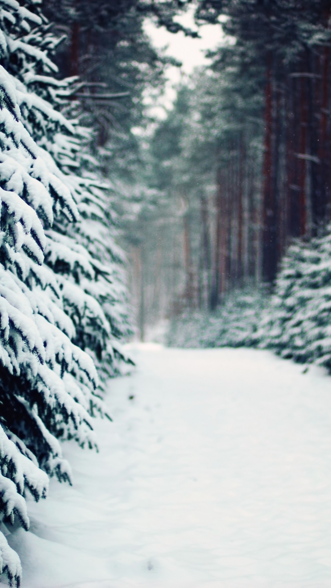 Snow Covered Trees During Daytime. Wallpaper in 1080x1920 Resolution