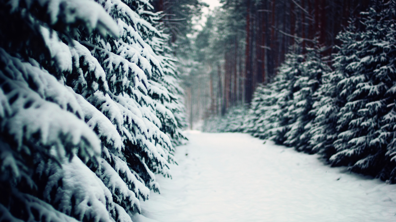 Snow Covered Trees During Daytime. Wallpaper in 1280x720 Resolution