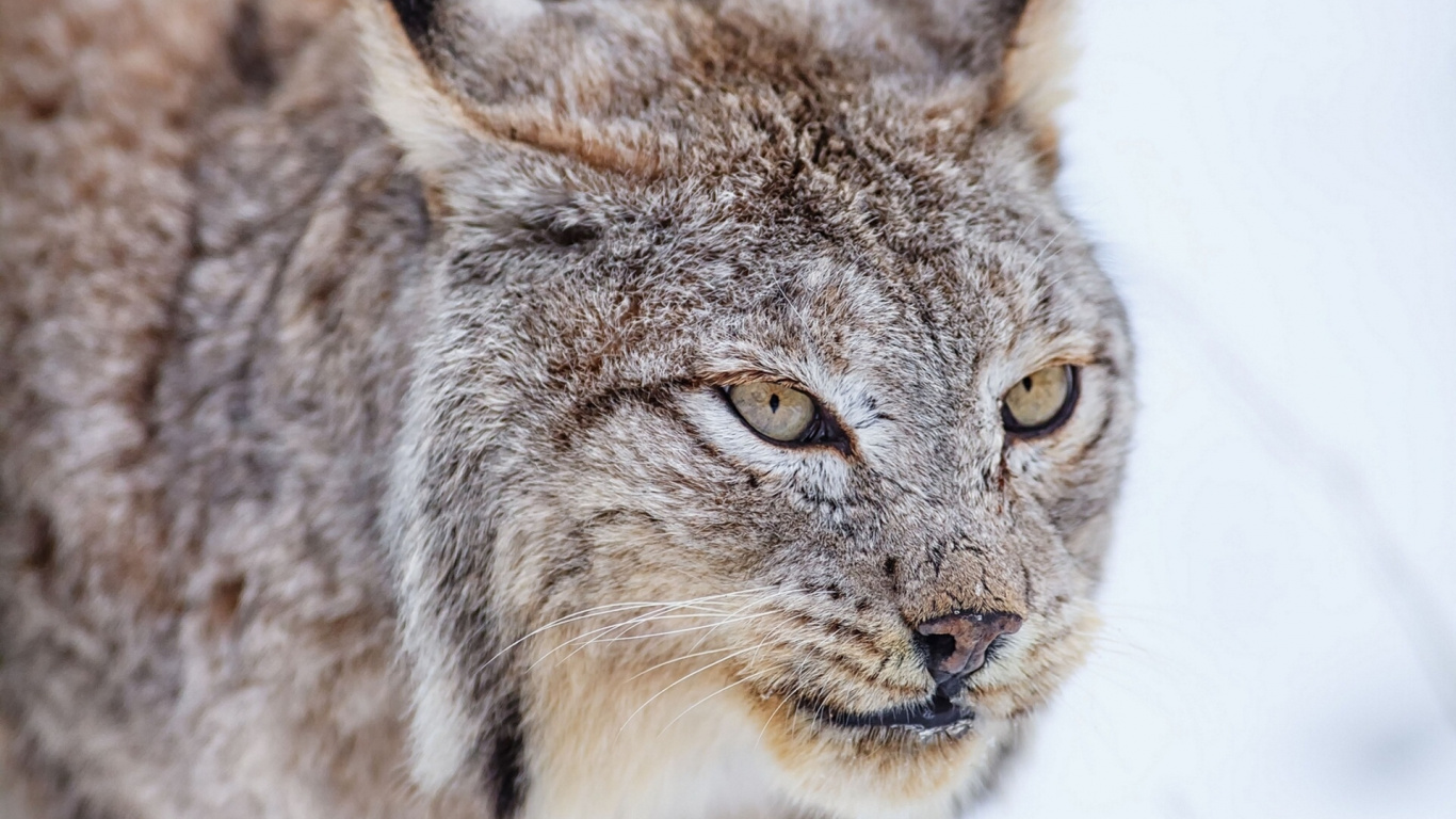 Brown and Black Cat in Close up Photography. Wallpaper in 1366x768 Resolution