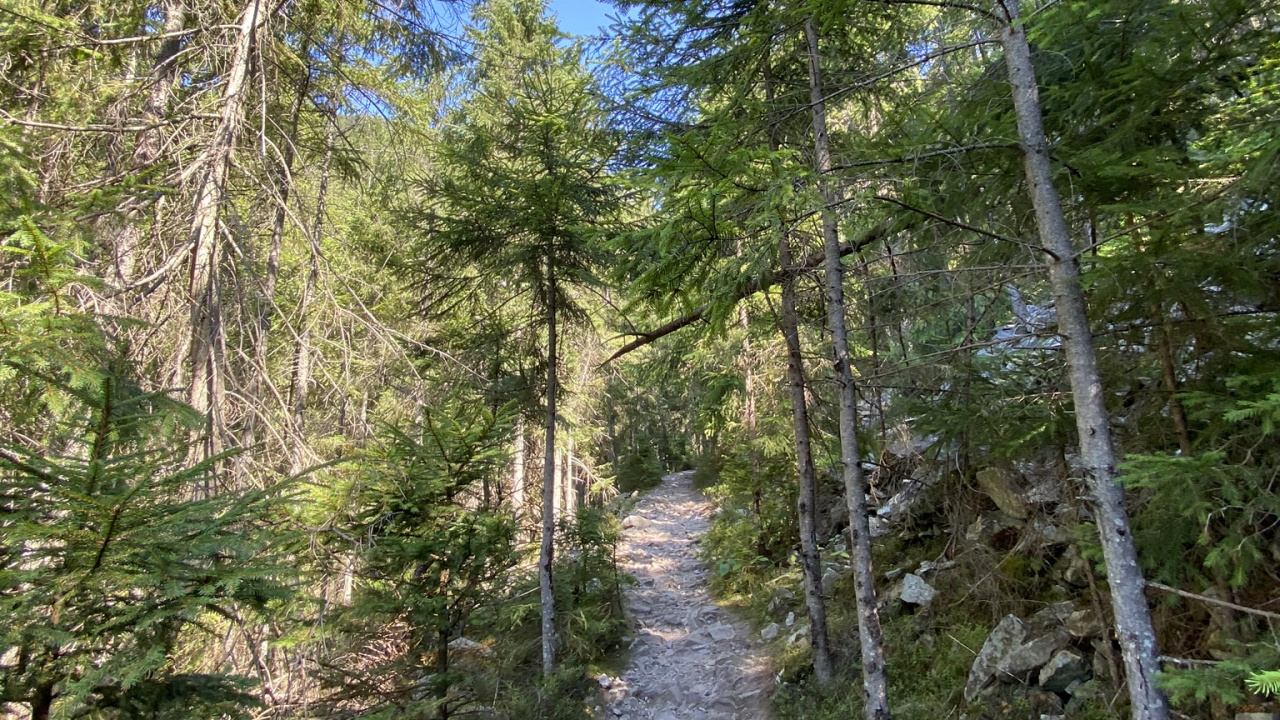 Path, Natural Environment, Forest, Trail, Nature Reserve. Wallpaper in 1280x720 Resolution