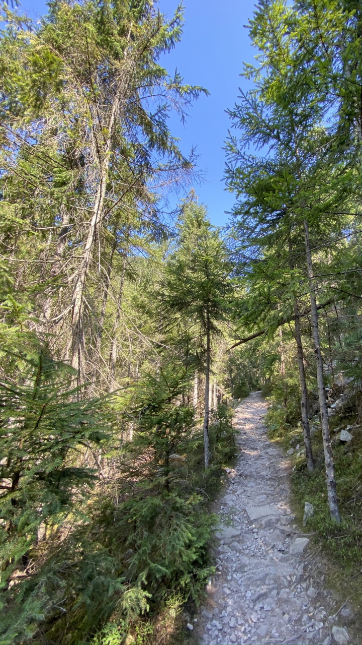 Path, Natural Environment, Forest, Trail, Nature Reserve. Wallpaper in 720x1280 Resolution
