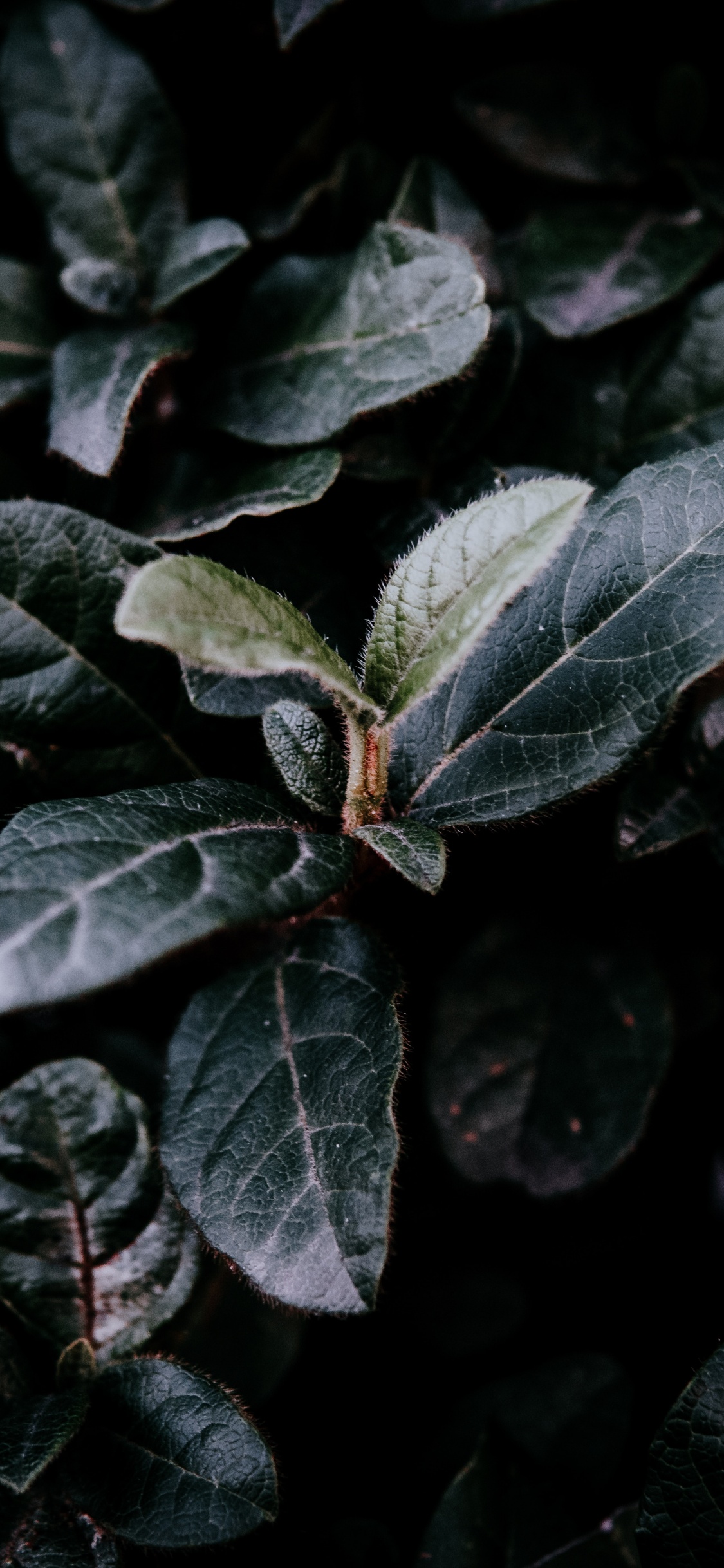 Feuille, Green, Adaptation, Usine. Wallpaper in 1125x2436 Resolution