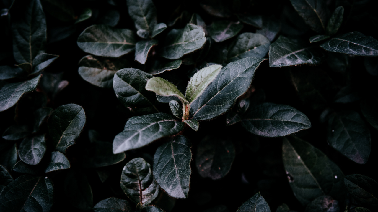 Feuille, Green, Adaptation, Usine. Wallpaper in 1280x720 Resolution