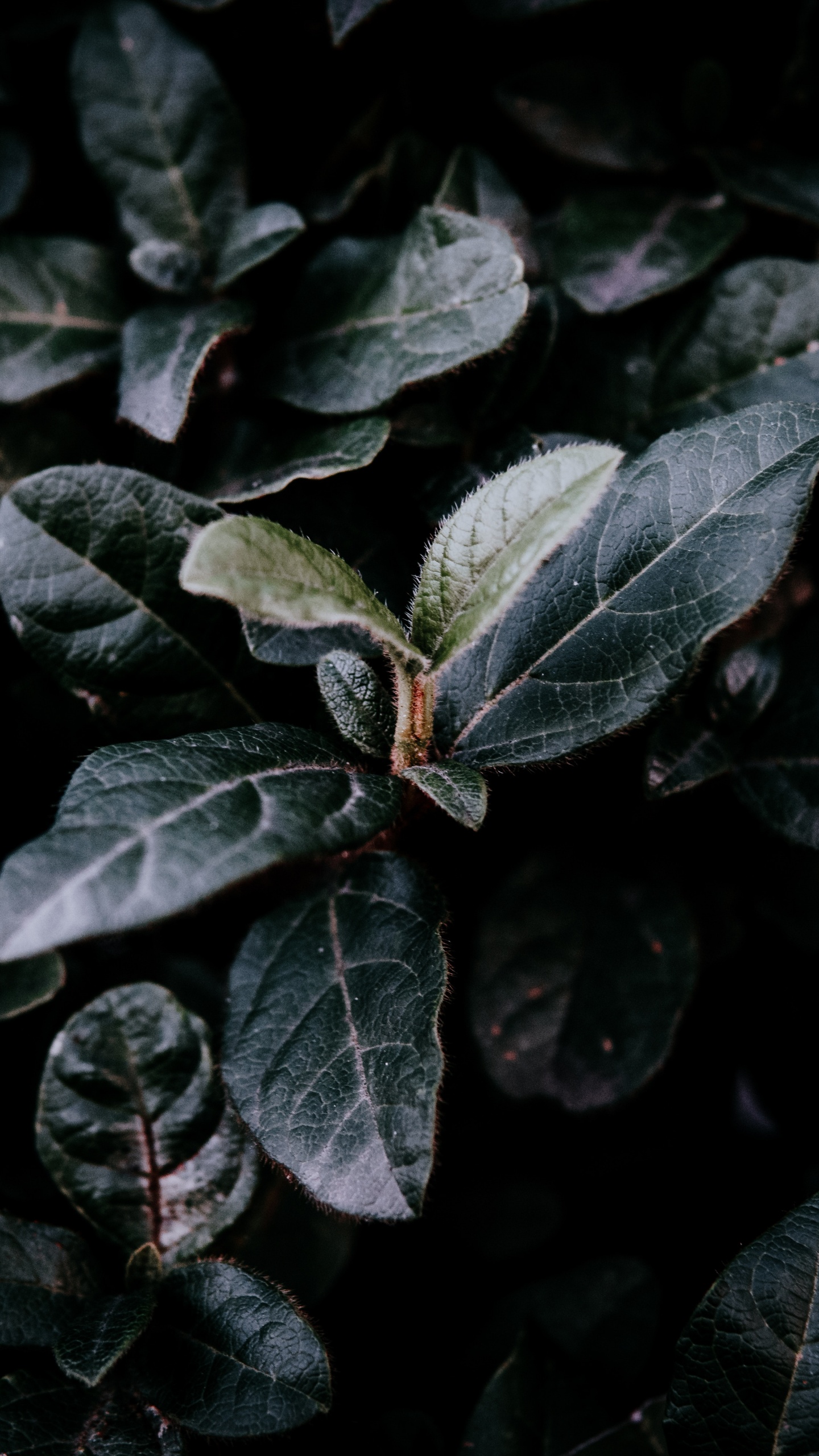 Feuille, Green, Adaptation, Usine. Wallpaper in 1440x2560 Resolution