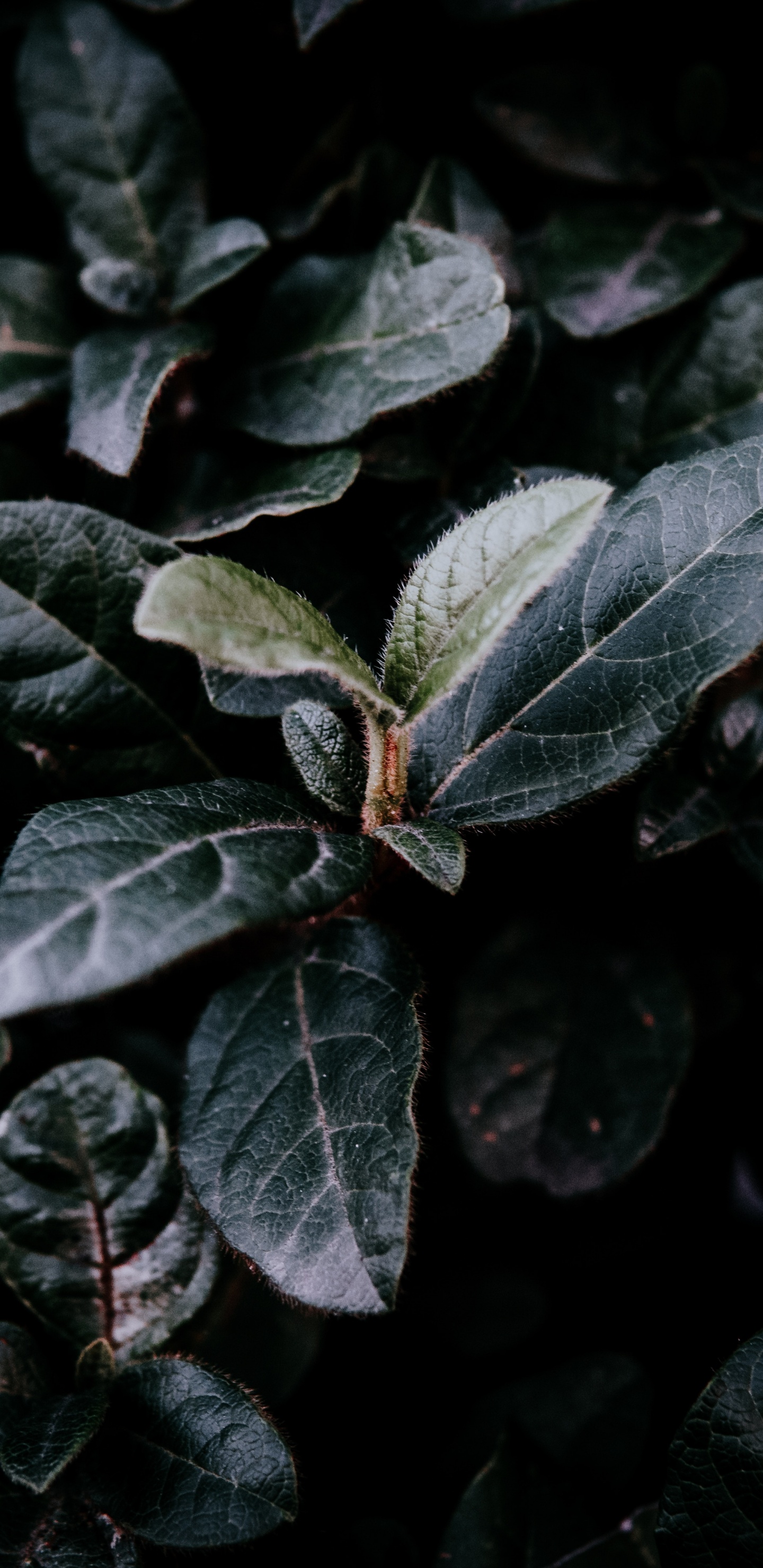 Feuille, Green, Adaptation, Usine. Wallpaper in 1440x2960 Resolution