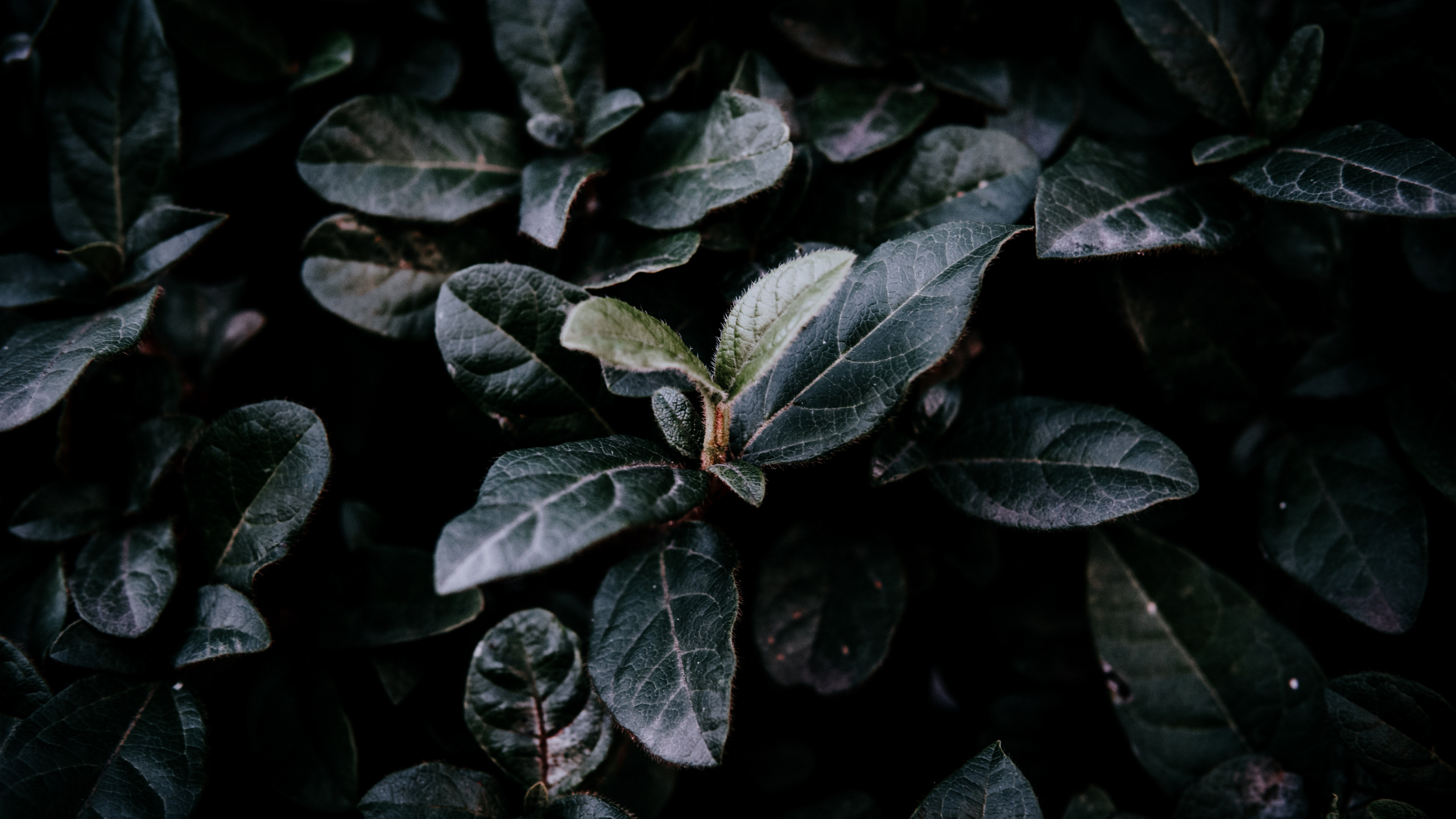 Leaf, Green, Plant, Flower, Adaptation. Wallpaper in 2560x1440 Resolution