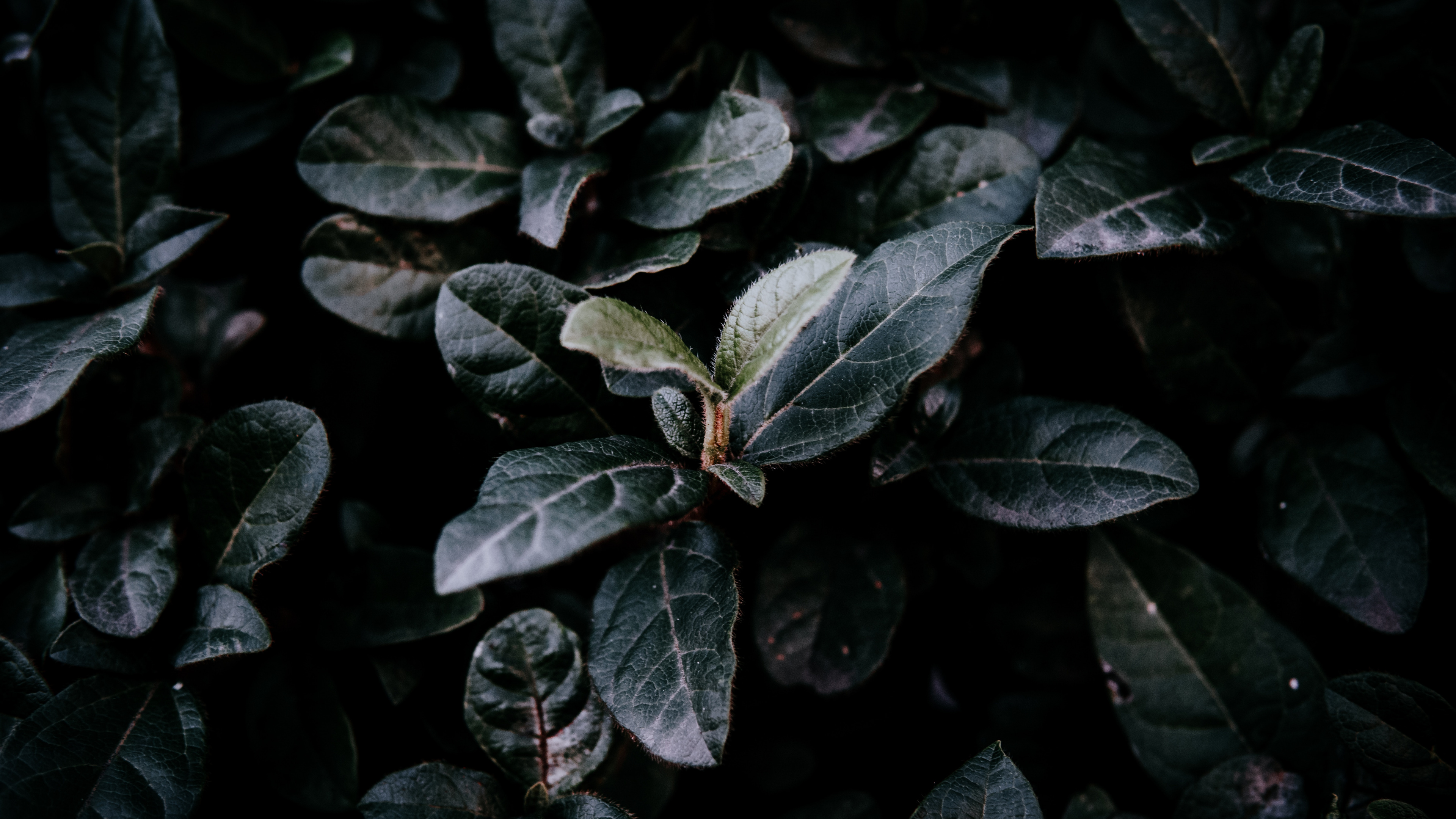 Leaf, Green, Plant, Flower, Adaptation. Wallpaper in 3840x2160 Resolution