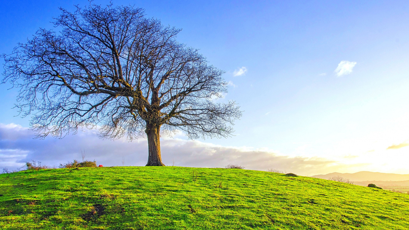 Árbol Sin Hojas en el Campo de Hierba Verde Durante el Día. Wallpaper in 1366x768 Resolution