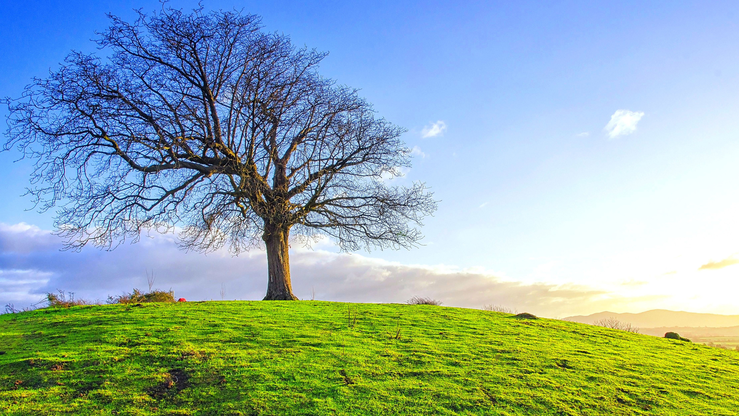 Leafless Tree on Green Grass Field During Daytime. Wallpaper in 2560x1440 Resolution