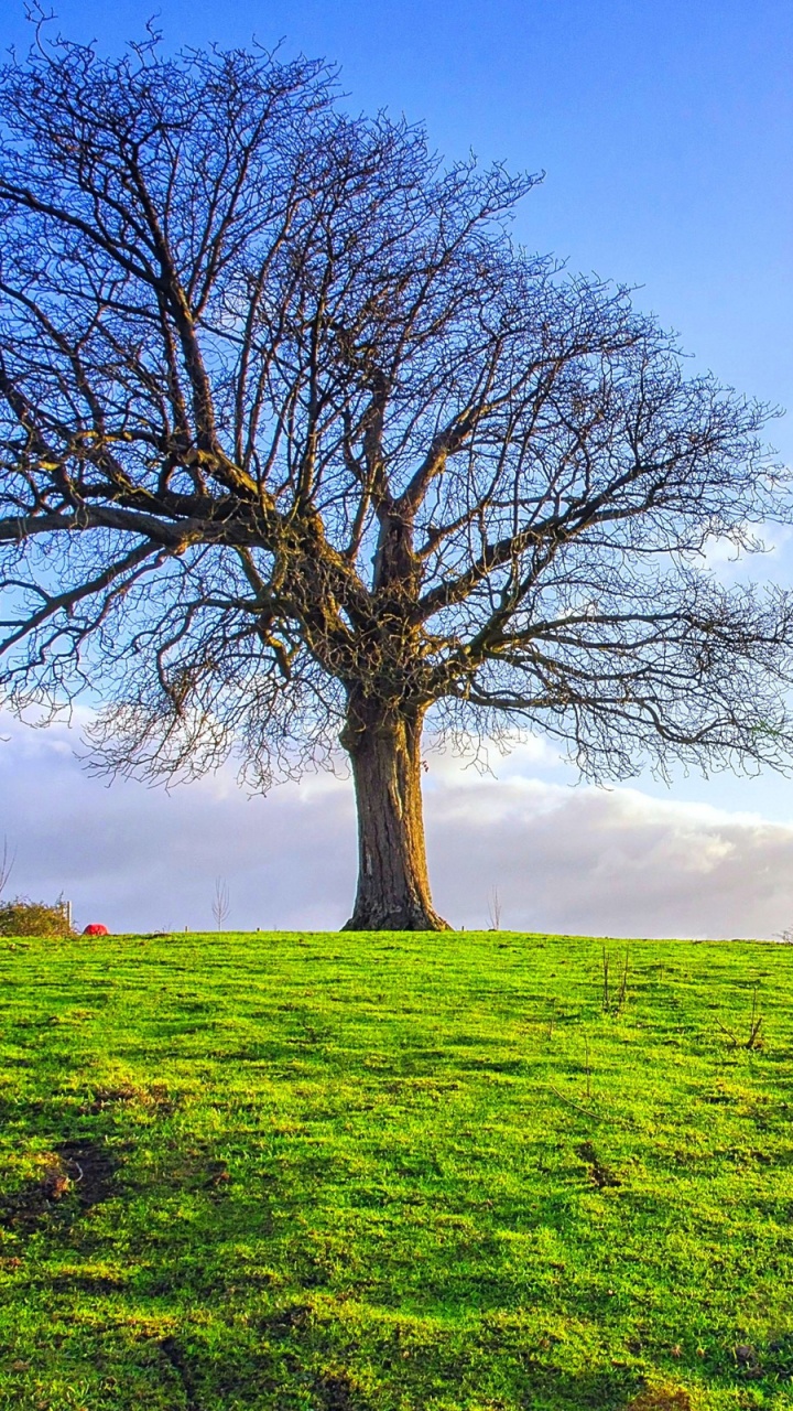 Leafless Tree on Green Grass Field During Daytime. Wallpaper in 720x1280 Resolution