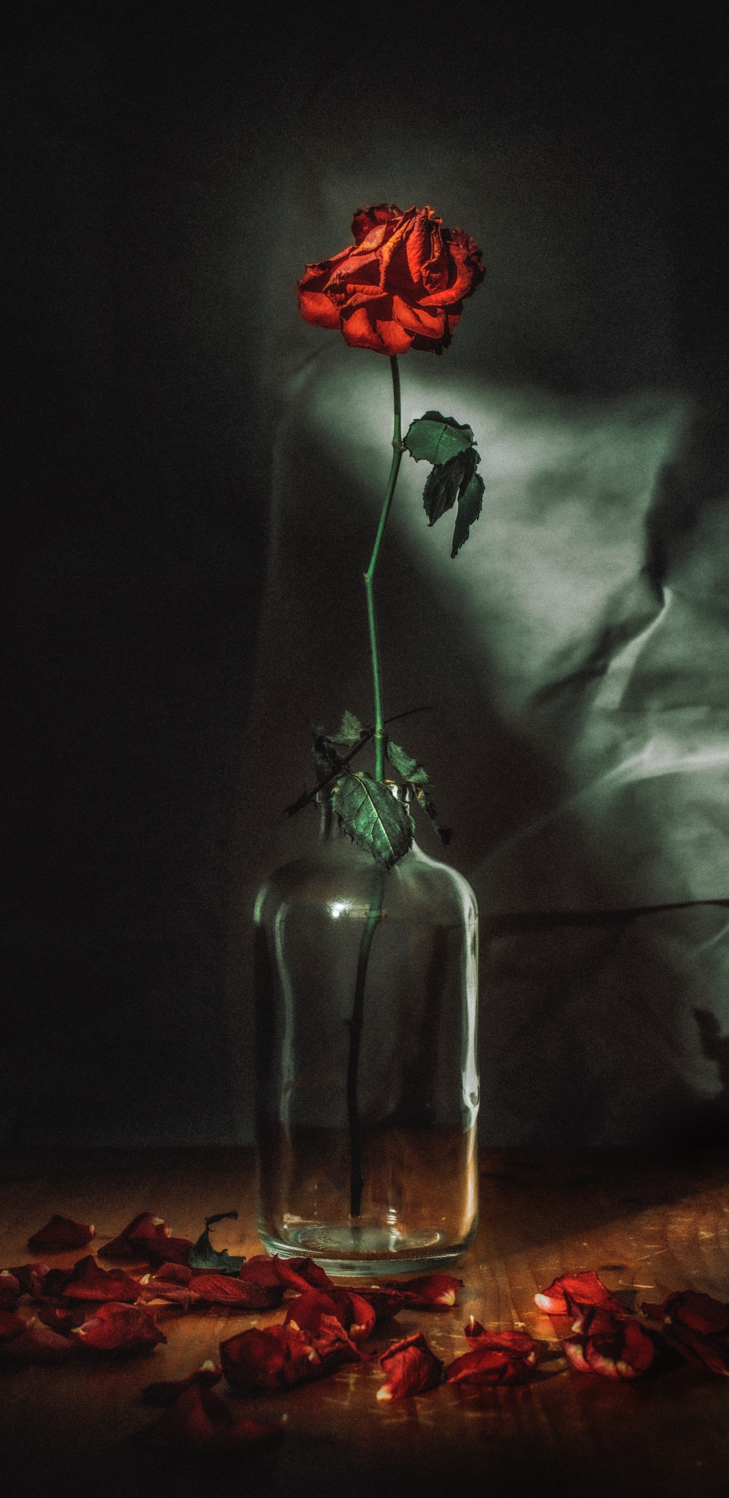 Rote Rosen in Klarglasflasche. Wallpaper in 1440x2960 Resolution