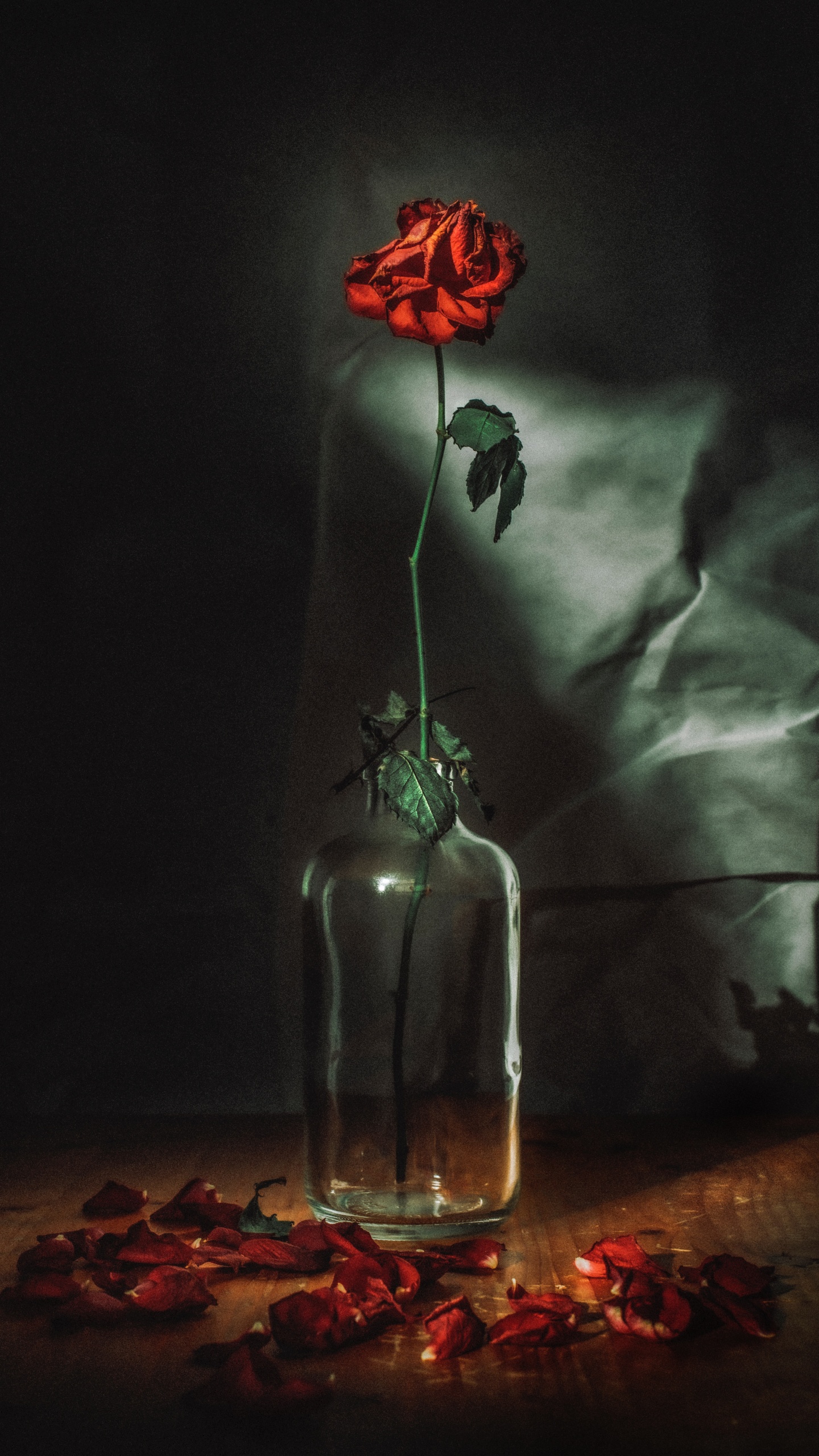 Roses Rouges Dans Une Bouteille en Verre Transparent. Wallpaper in 1440x2560 Resolution