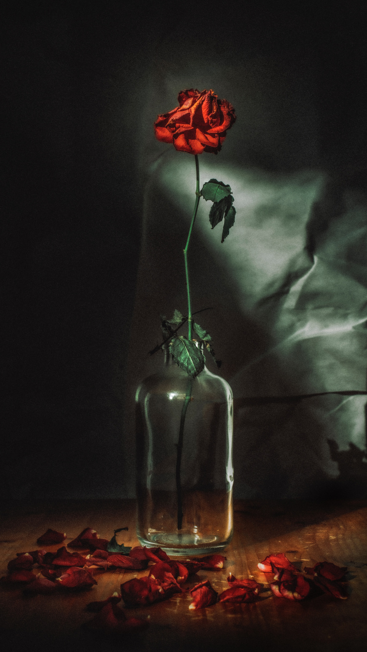 Roses Rouges Dans Une Bouteille en Verre Transparent. Wallpaper in 750x1334 Resolution