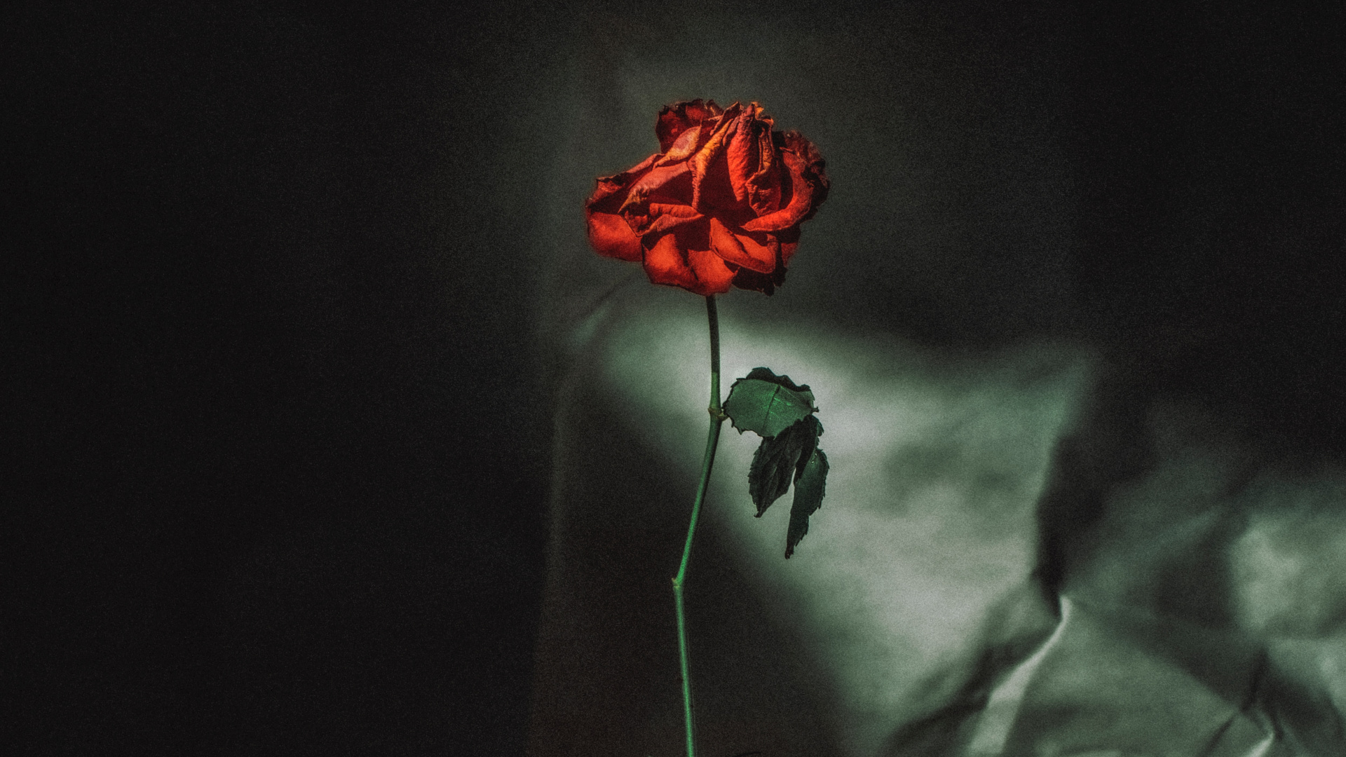 Red Roses in Clear Glass Bottle. Wallpaper in 1920x1080 Resolution