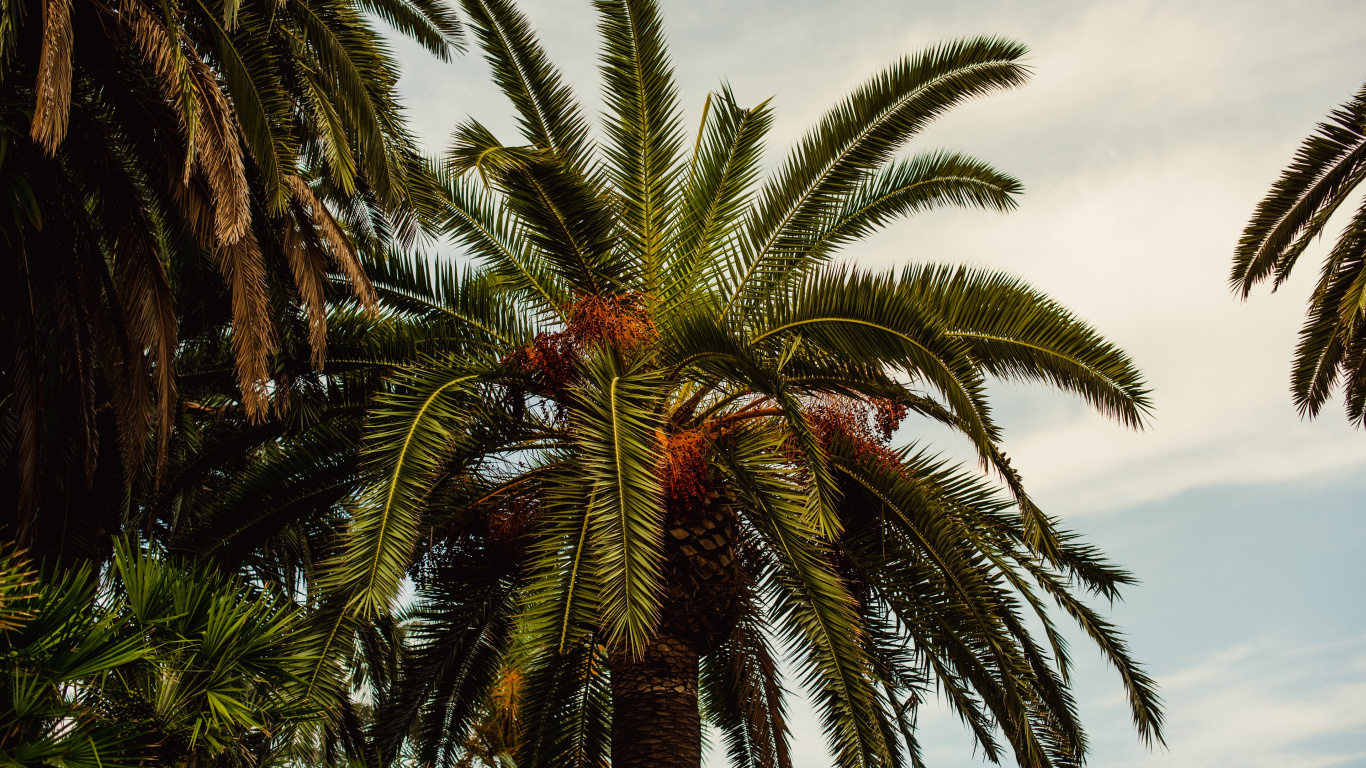Green Palm Tree Under Blue Sky During Daytime. Wallpaper in 1366x768 Resolution