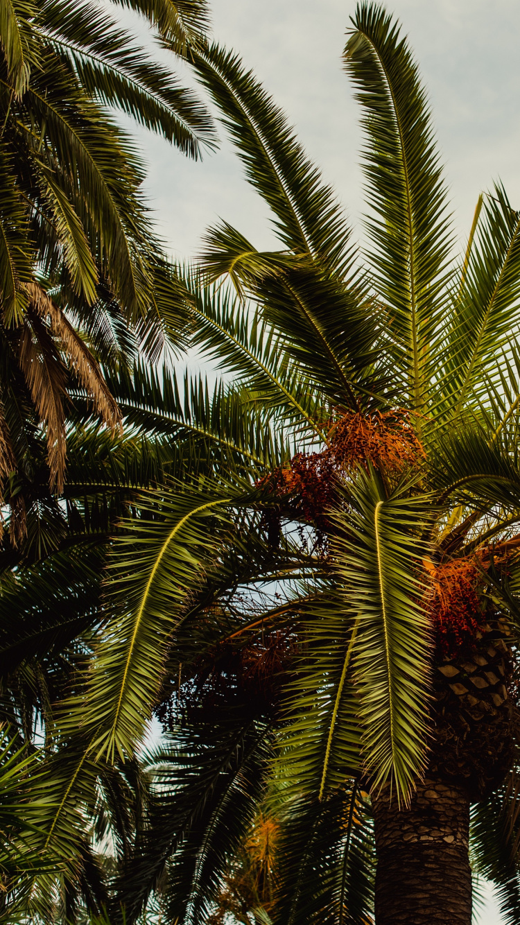 Green Palm Tree Under Blue Sky During Daytime. Wallpaper in 750x1334 Resolution