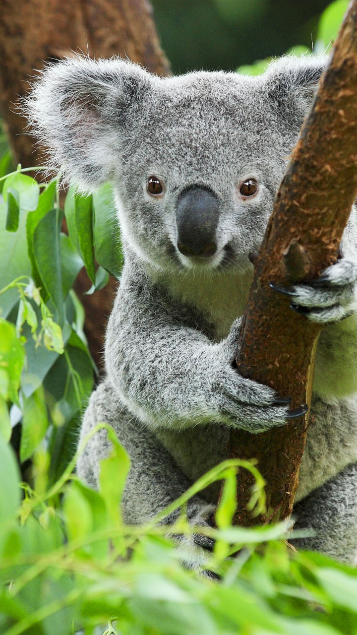 Koala, Los Animales Terrestres, Marsupial, Fauna, Uluru. Wallpaper in 720x1280 Resolution
