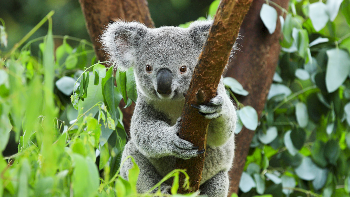 Koala, Terrestrische Tier, Beuteltier, Tierwelt, Uluru. Wallpaper in 1366x768 Resolution