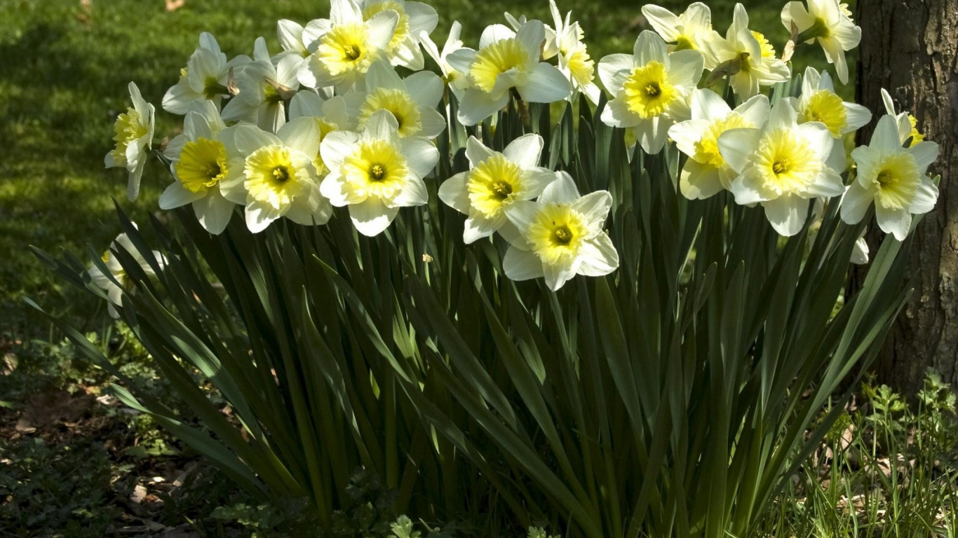 Jonquilles Blanches et Jaunes en Fleurs Pendant la Journée. Wallpaper in 1366x768 Resolution