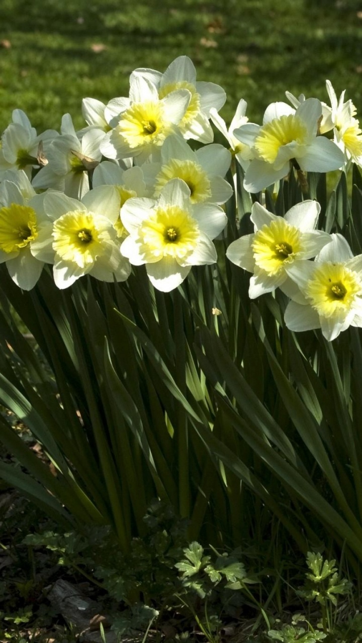 Jonquilles Blanches et Jaunes en Fleurs Pendant la Journée. Wallpaper in 720x1280 Resolution