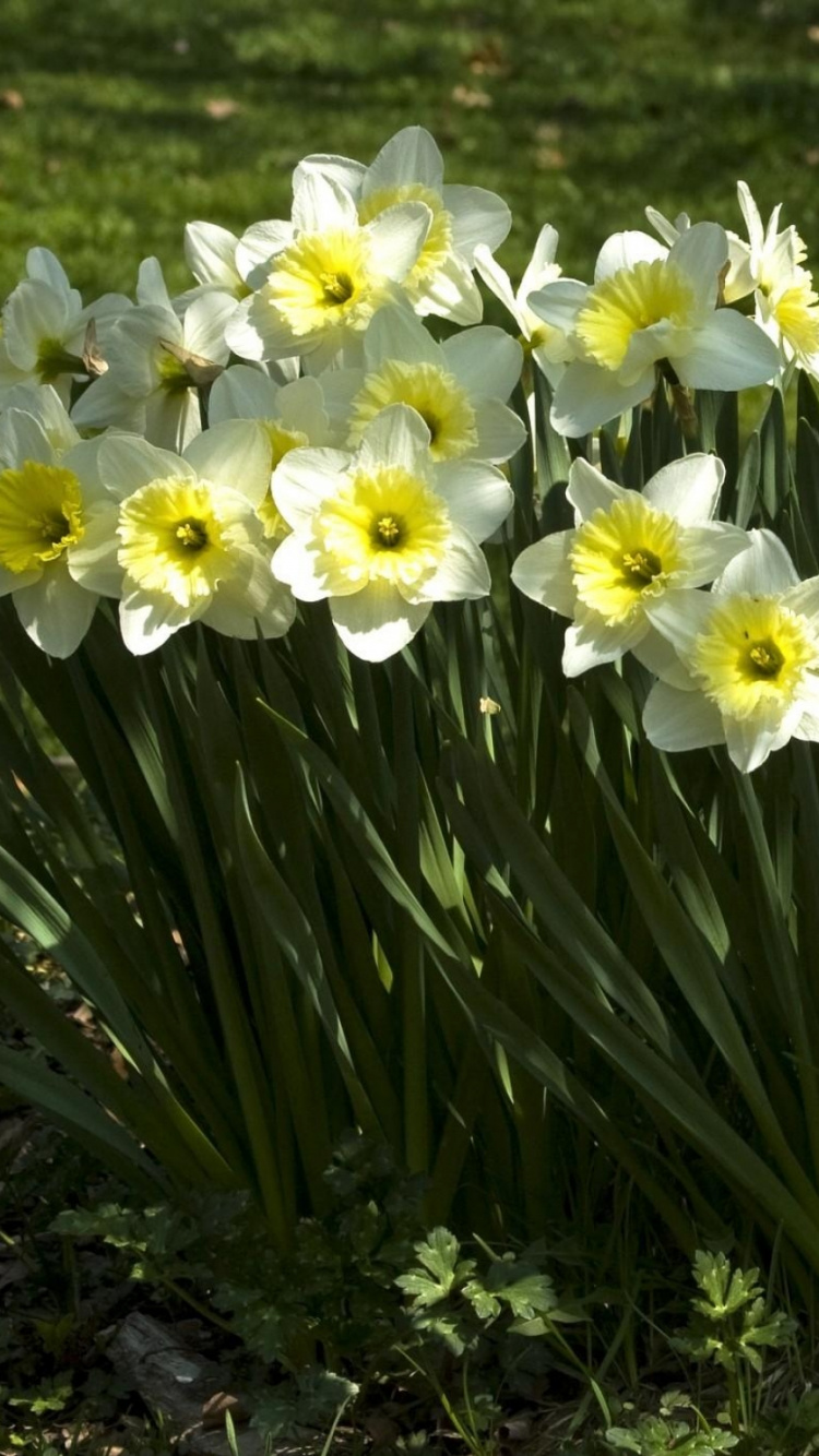 Jonquilles Blanches et Jaunes en Fleurs Pendant la Journée. Wallpaper in 750x1334 Resolution