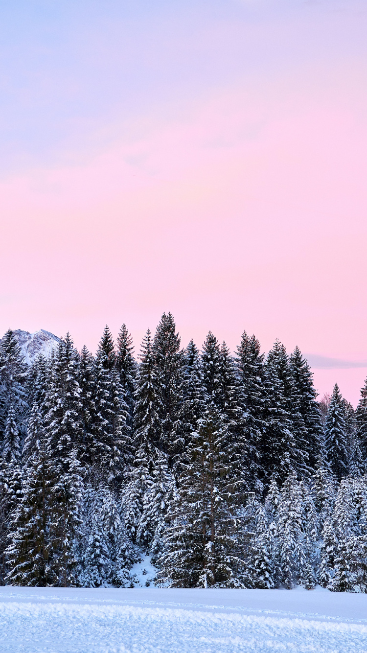 Schnee, Wald, Deutschland, Winter, Cloud. Wallpaper in 750x1334 Resolution