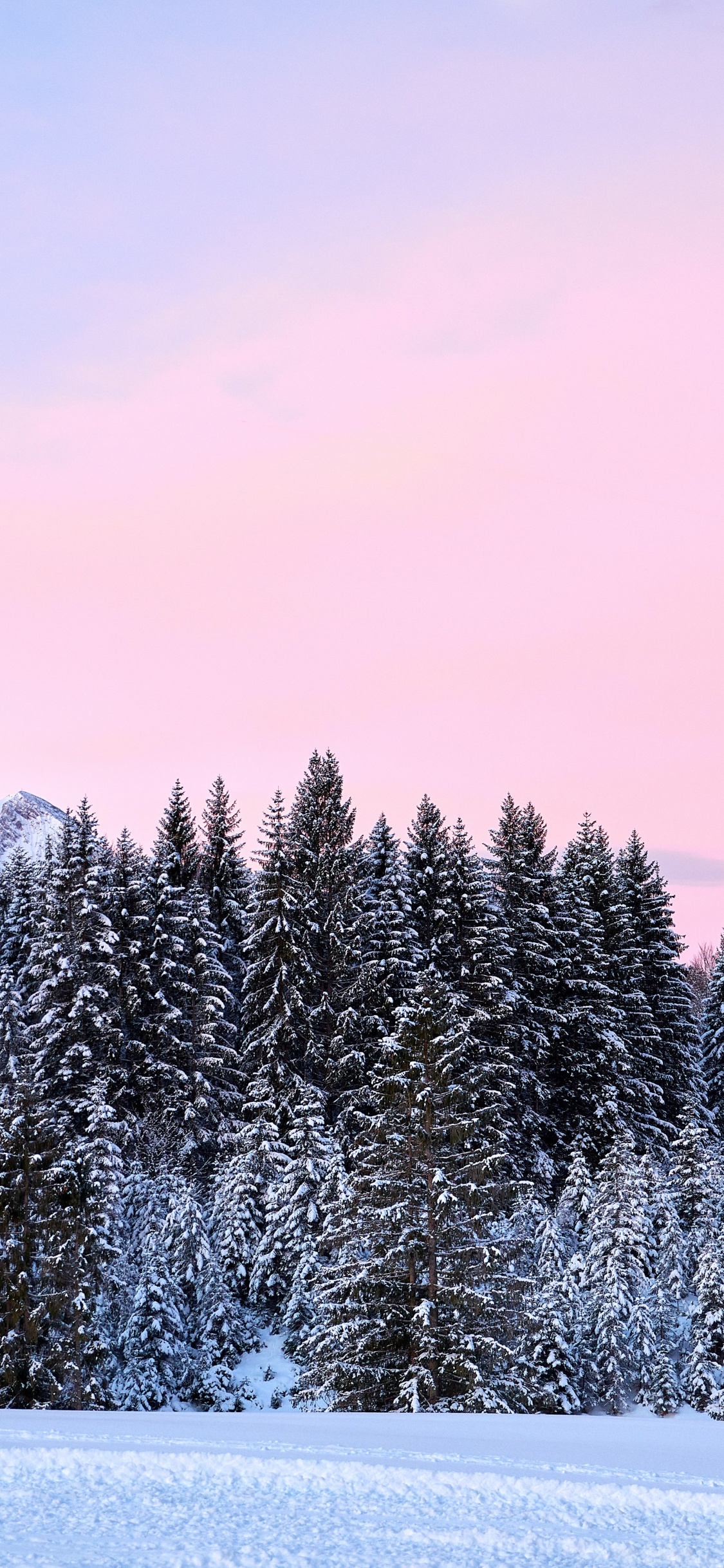 Snow, Forest, Germany, Winter, Colored. Wallpaper in 1125x2436 Resolution