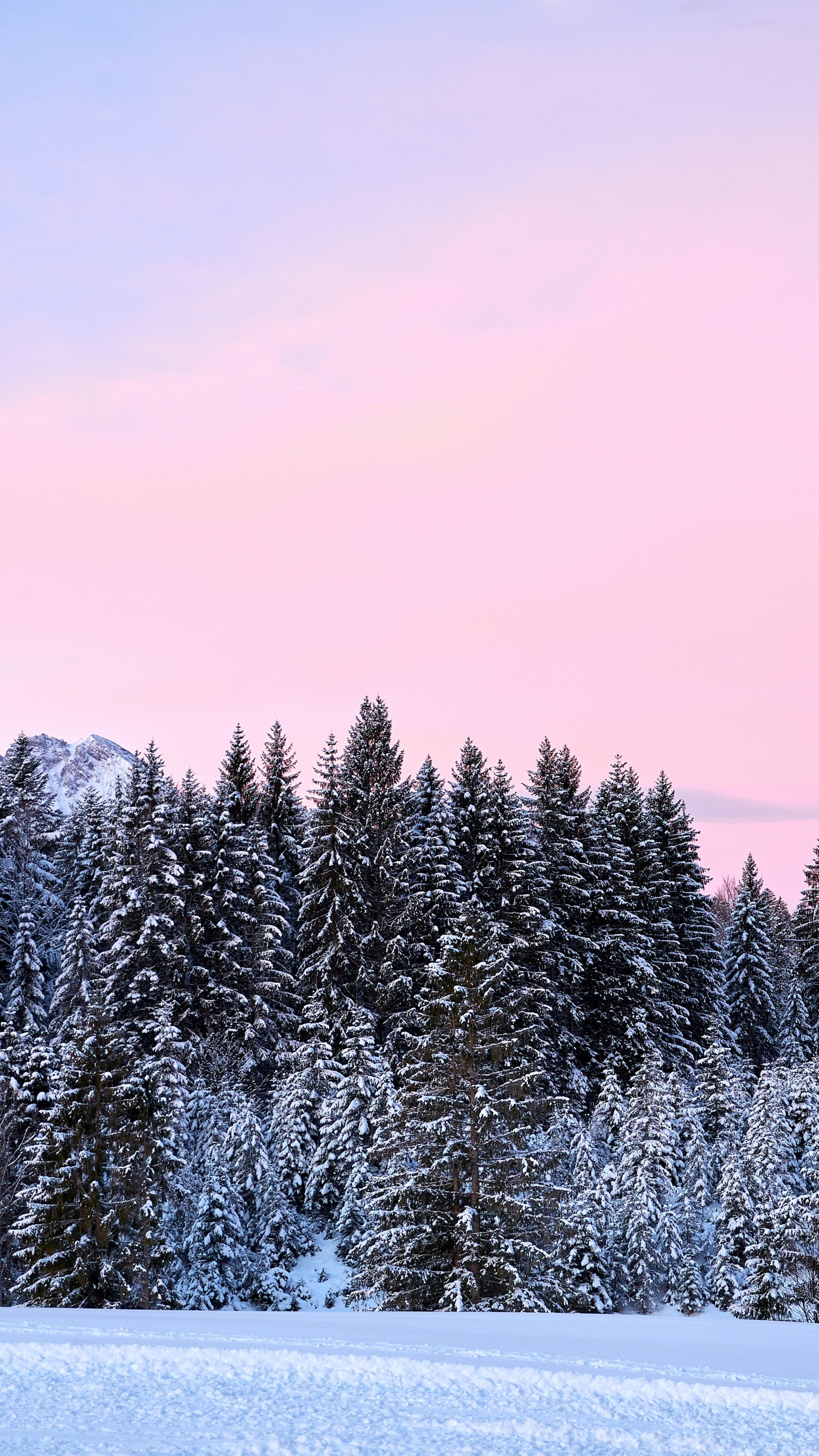 Snow, Forest, Germany, Winter, Colored. Wallpaper in 1440x2560 Resolution