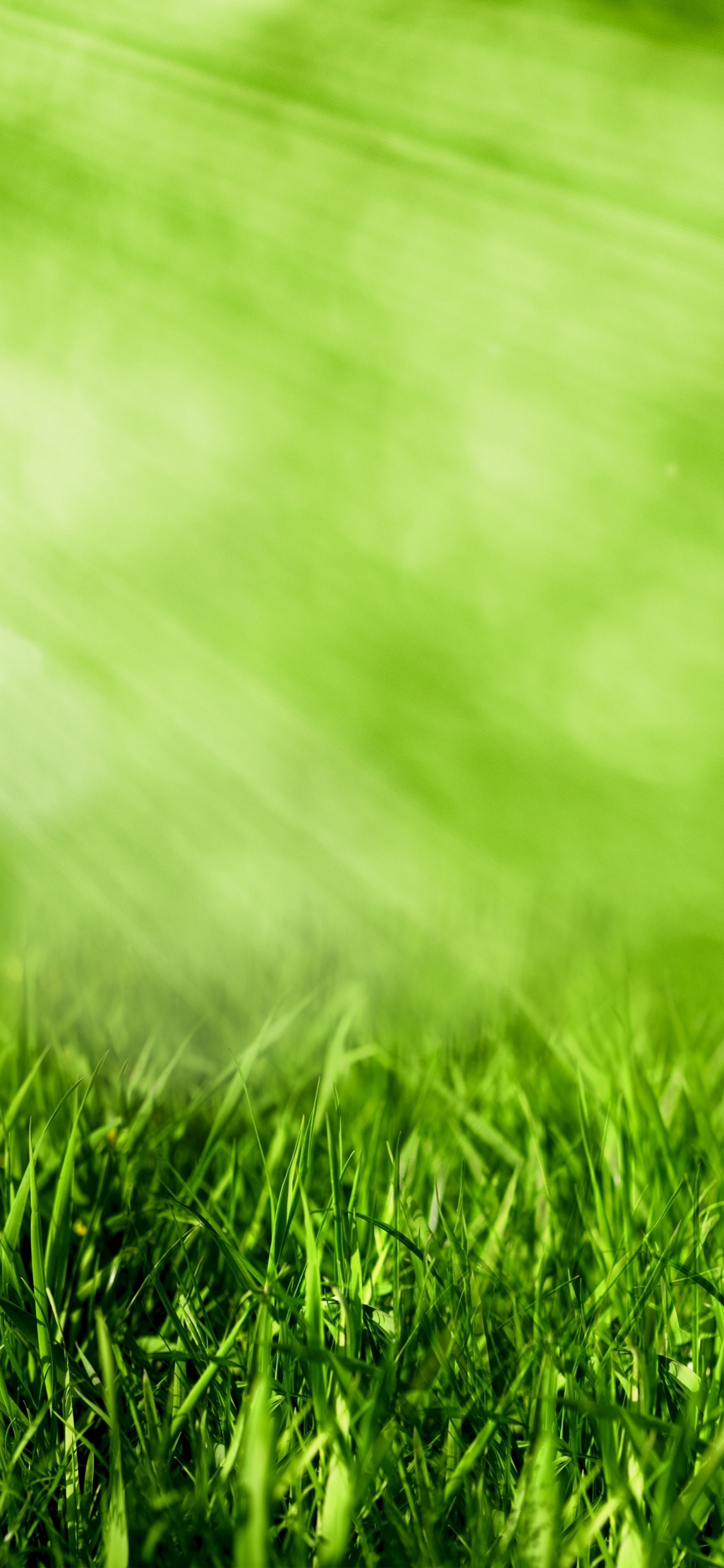 Water Droplets on Green Grass During Daytime. Wallpaper in 1125x2436 Resolution
