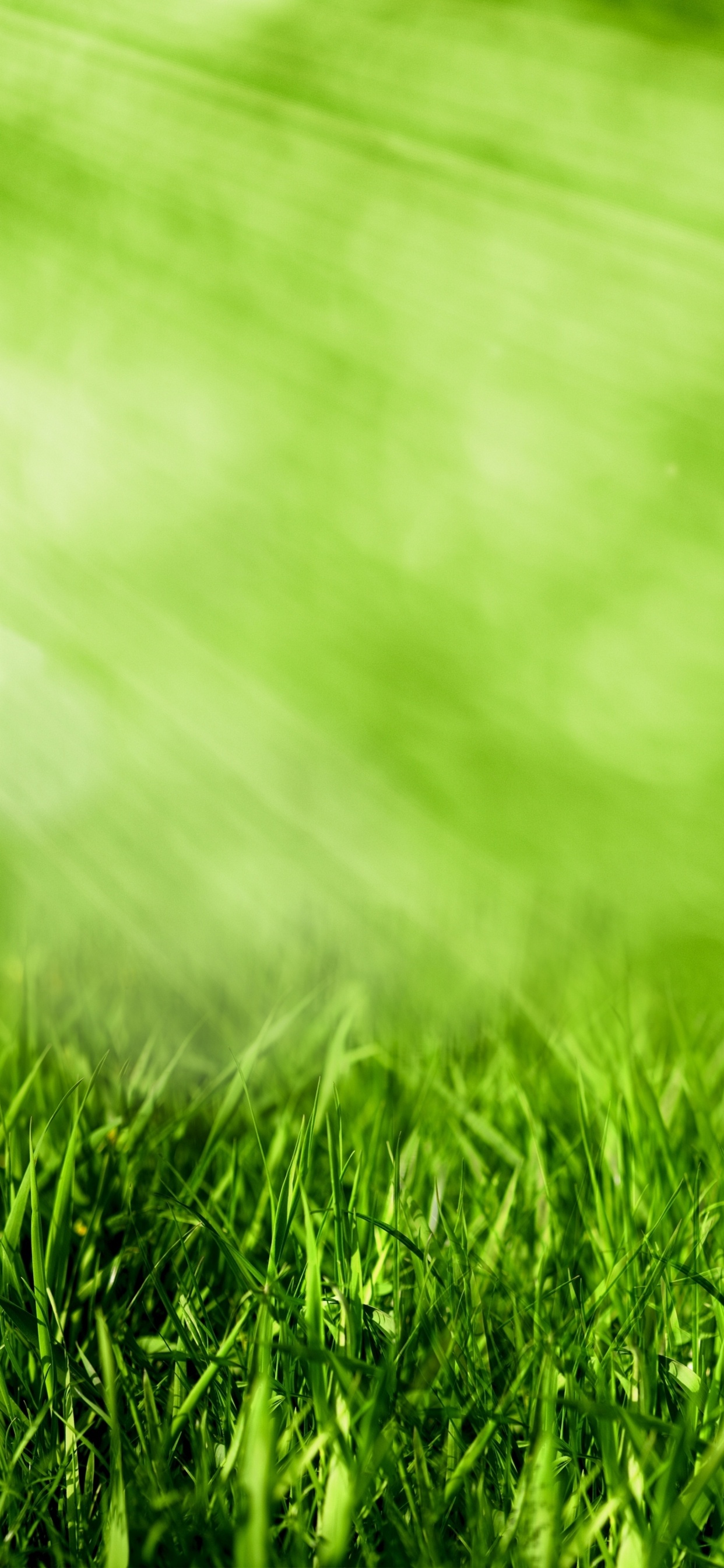Water Droplets on Green Grass During Daytime. Wallpaper in 1242x2688 Resolution
