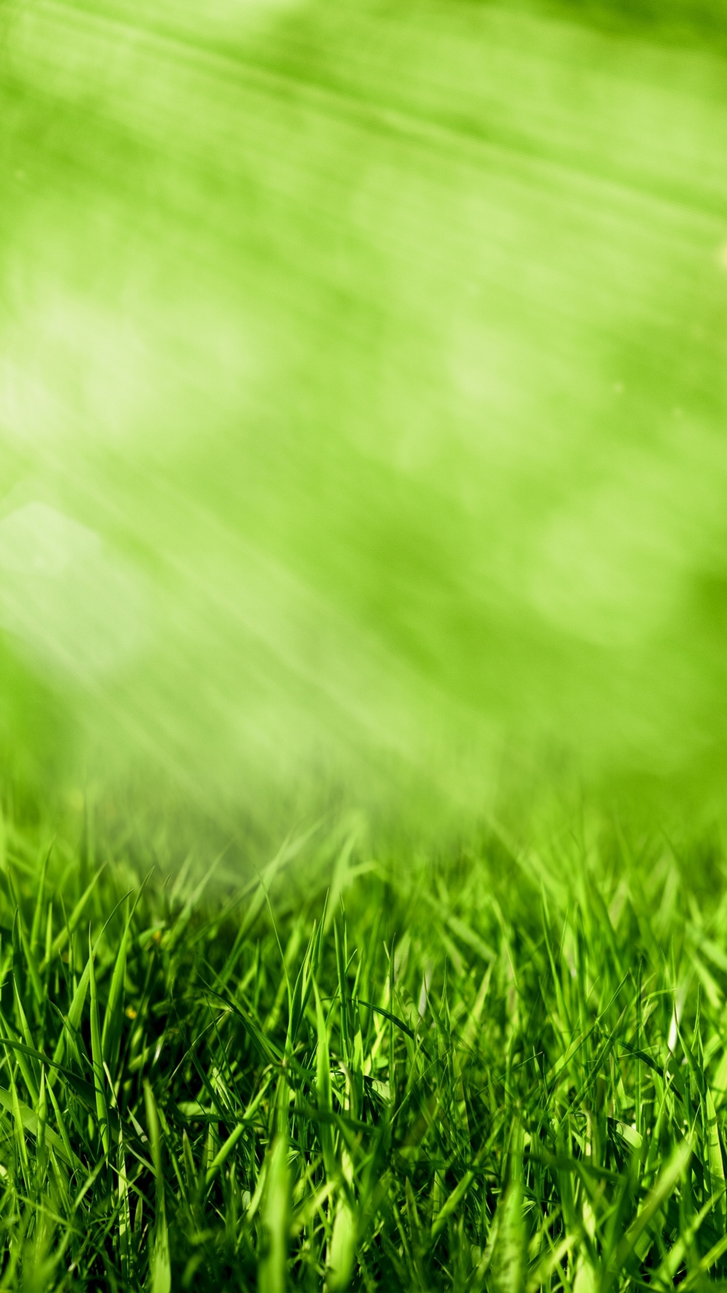 Water Droplets on Green Grass During Daytime. Wallpaper in 1440x2560 Resolution