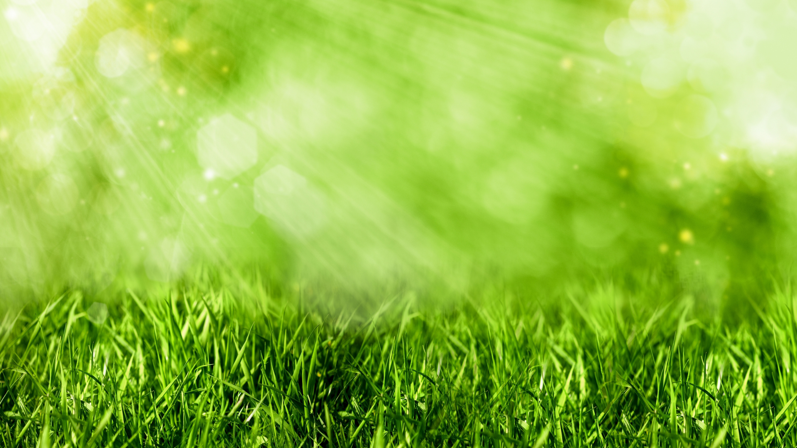 Water Droplets on Green Grass During Daytime. Wallpaper in 2560x1440 Resolution