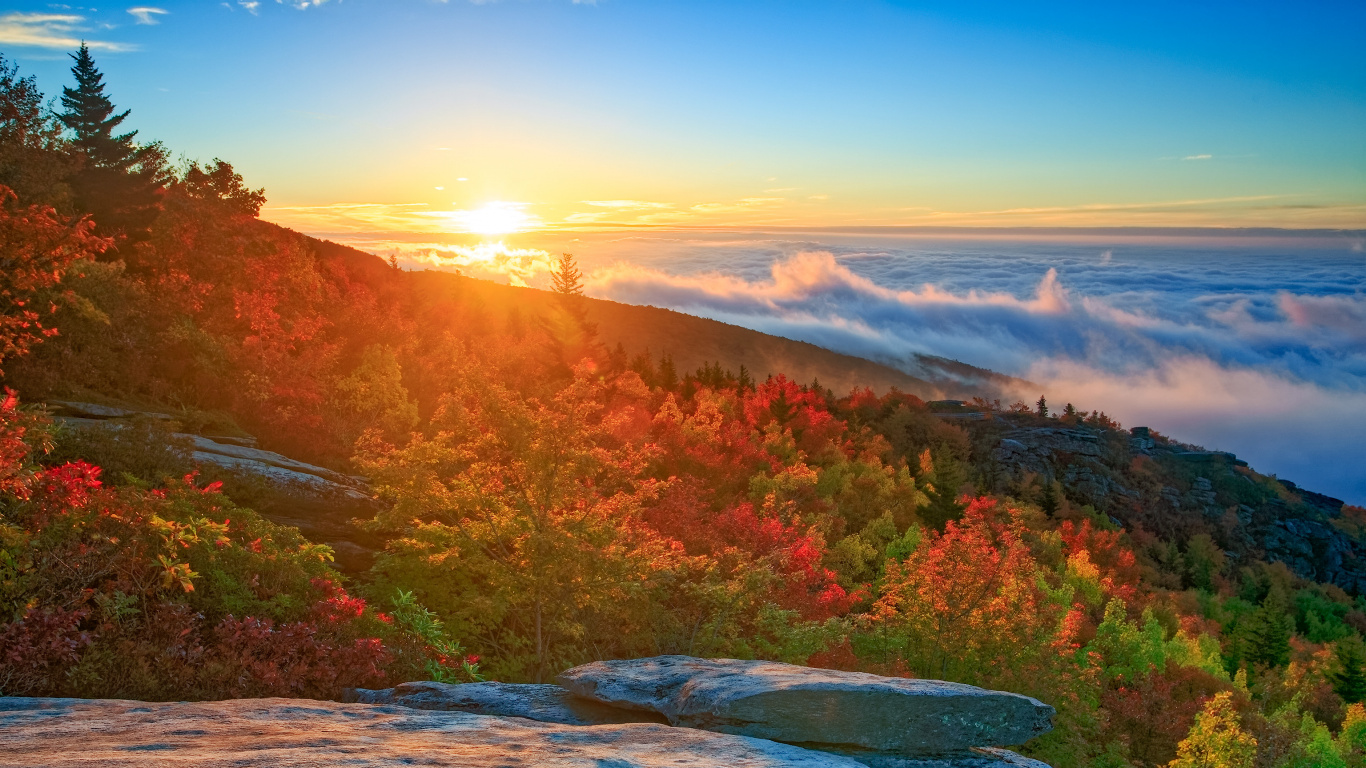 Tagsüber Grüne Und Braune Bäume in Der Nähe Von Gewässern. Wallpaper in 1366x768 Resolution