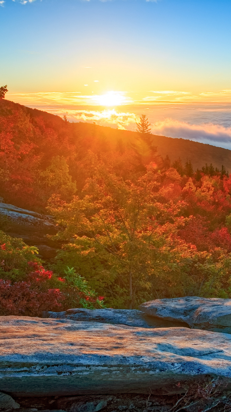 Tagsüber Grüne Und Braune Bäume in Der Nähe Von Gewässern. Wallpaper in 750x1334 Resolution