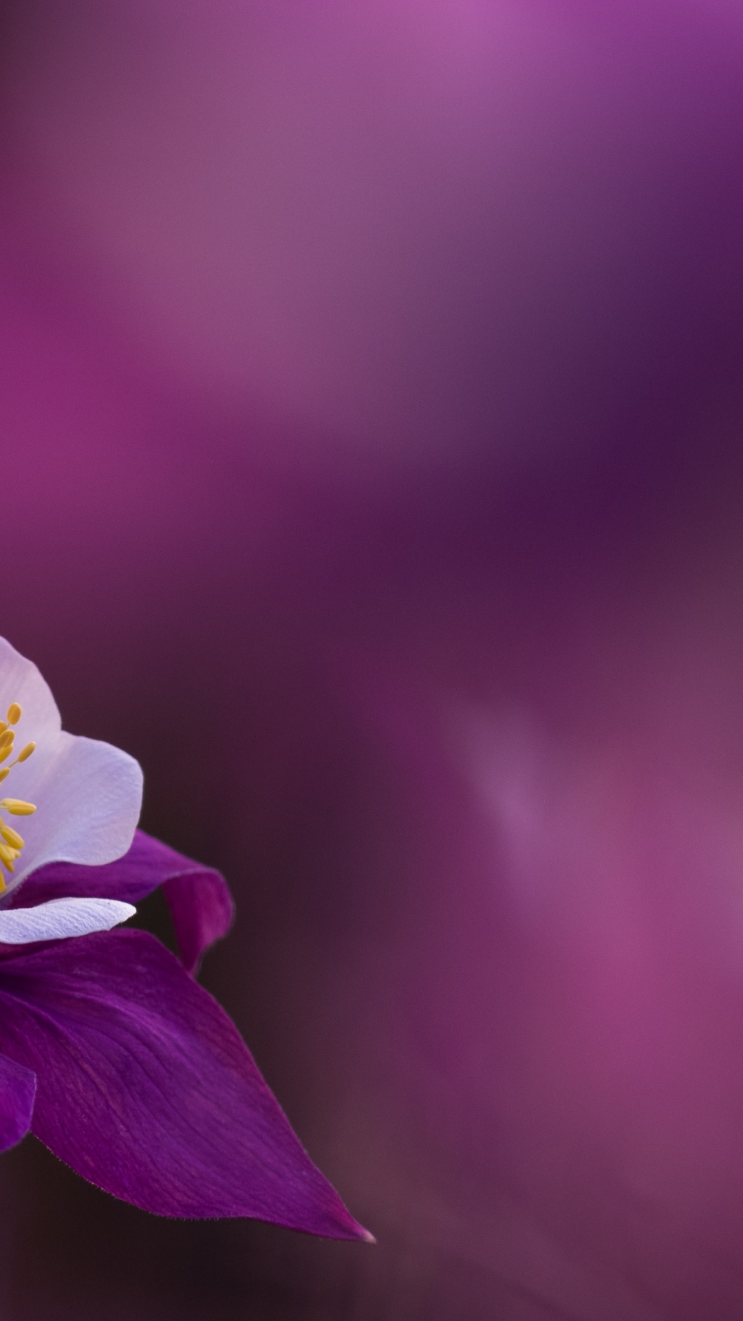 Flora, Morado, Pétalo, Violeta, Planta Terrestre. Wallpaper in 1080x1920 Resolution