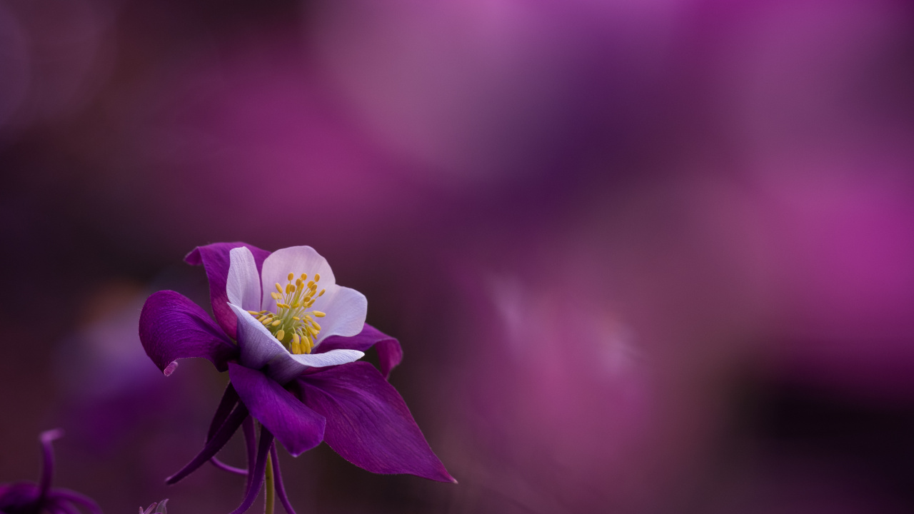 Flora, Morado, Pétalo, Violeta, Planta Terrestre. Wallpaper in 1280x720 Resolution