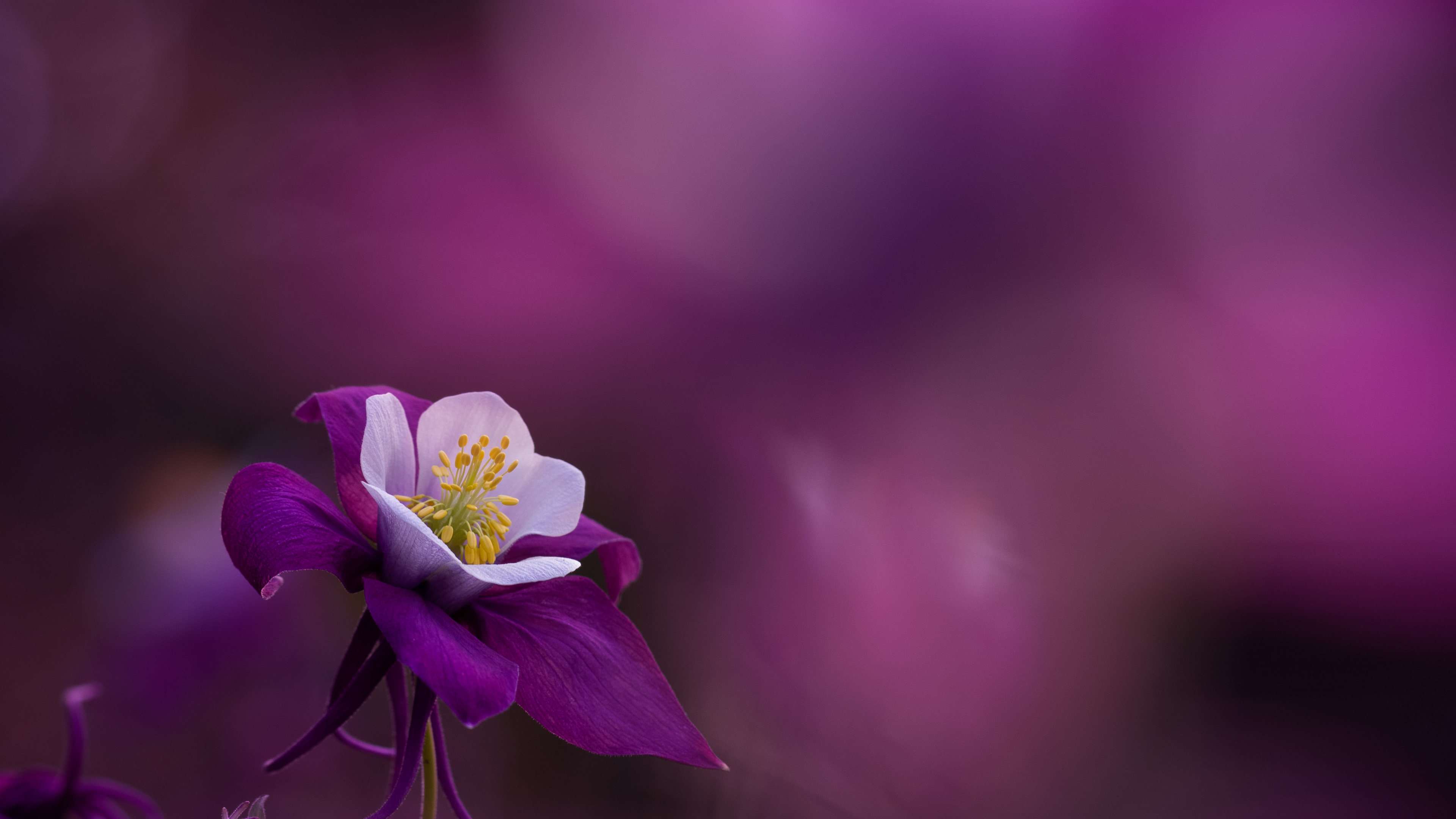 Flore, Purple, Pétale, Violette, Plante Terrestre. Wallpaper in 3840x2160 Resolution