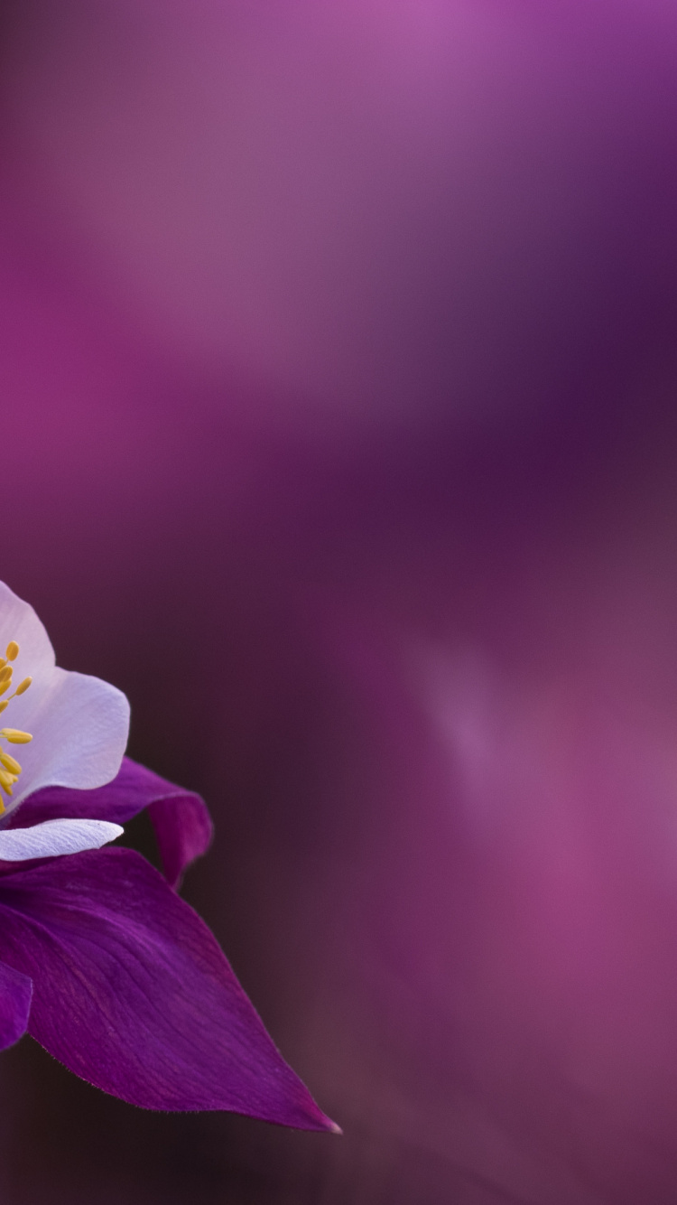 Flore, Purple, Pétale, Violette, Plante Terrestre. Wallpaper in 750x1334 Resolution