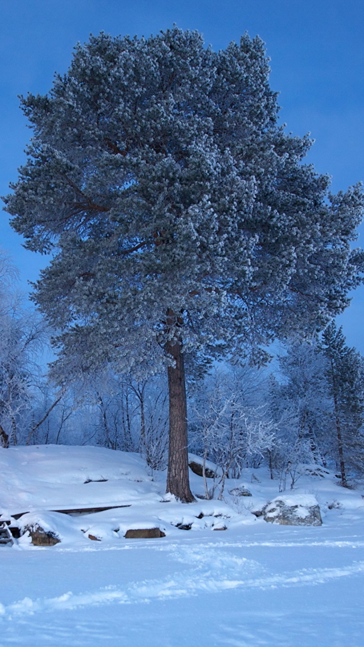 Schneebedeckte Bäume Tagsüber. Wallpaper in 720x1280 Resolution