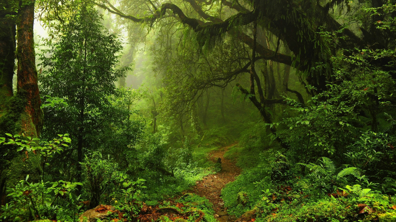 Arbres Verts Sur Sol Brun. Wallpaper in 1366x768 Resolution