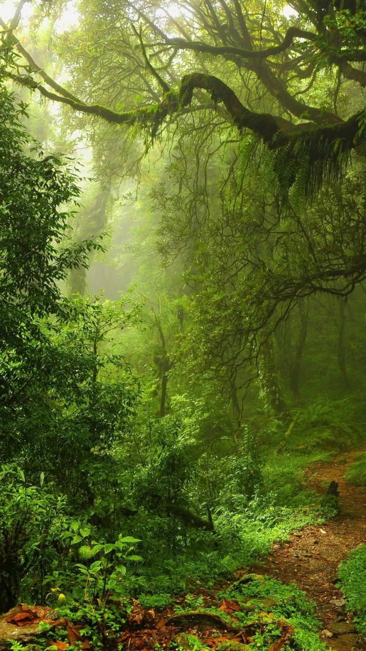 Arbres Verts Sur Sol Brun. Wallpaper in 750x1334 Resolution