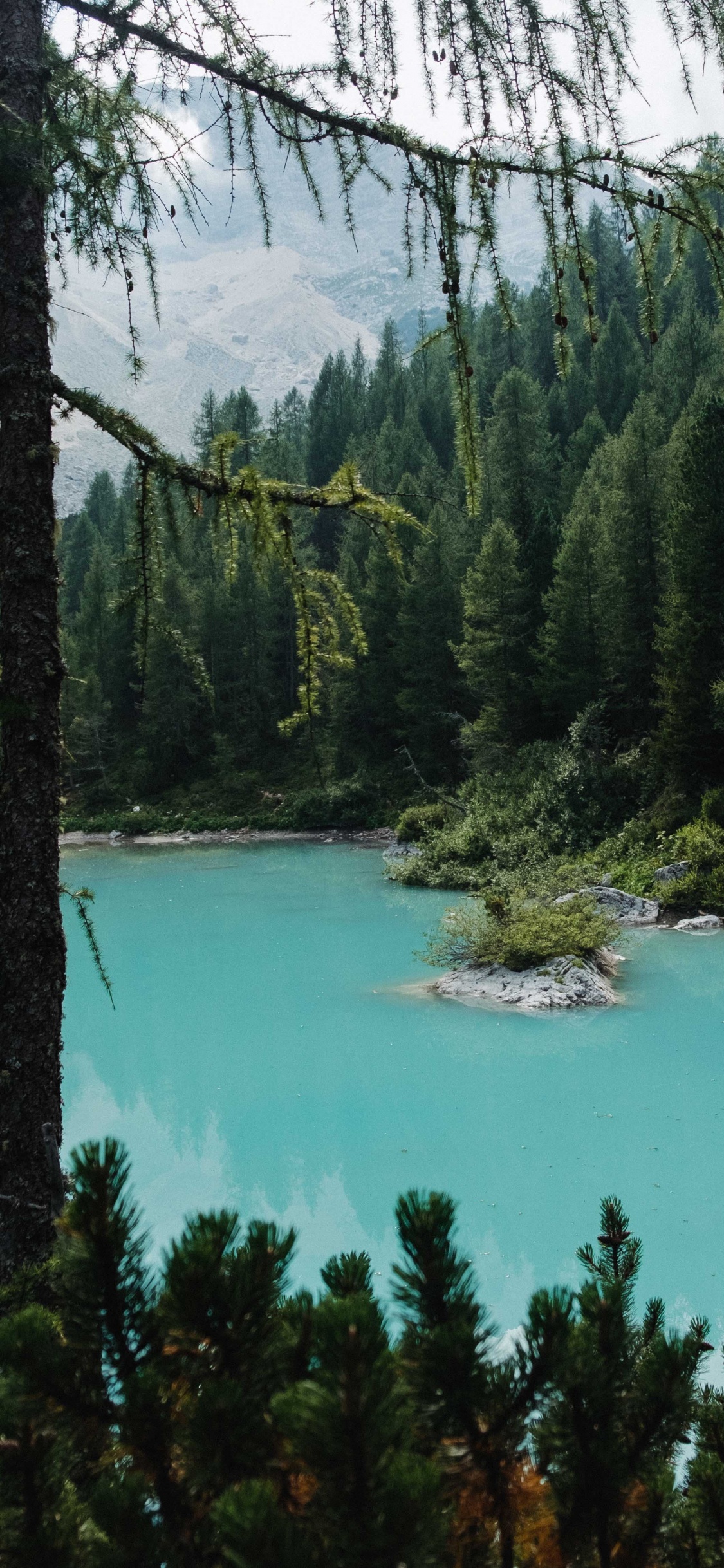 Body of Water, Lake, Spruce Fir Forests, Old Growth Forest, Natural Environment. Wallpaper in 1125x2436 Resolution