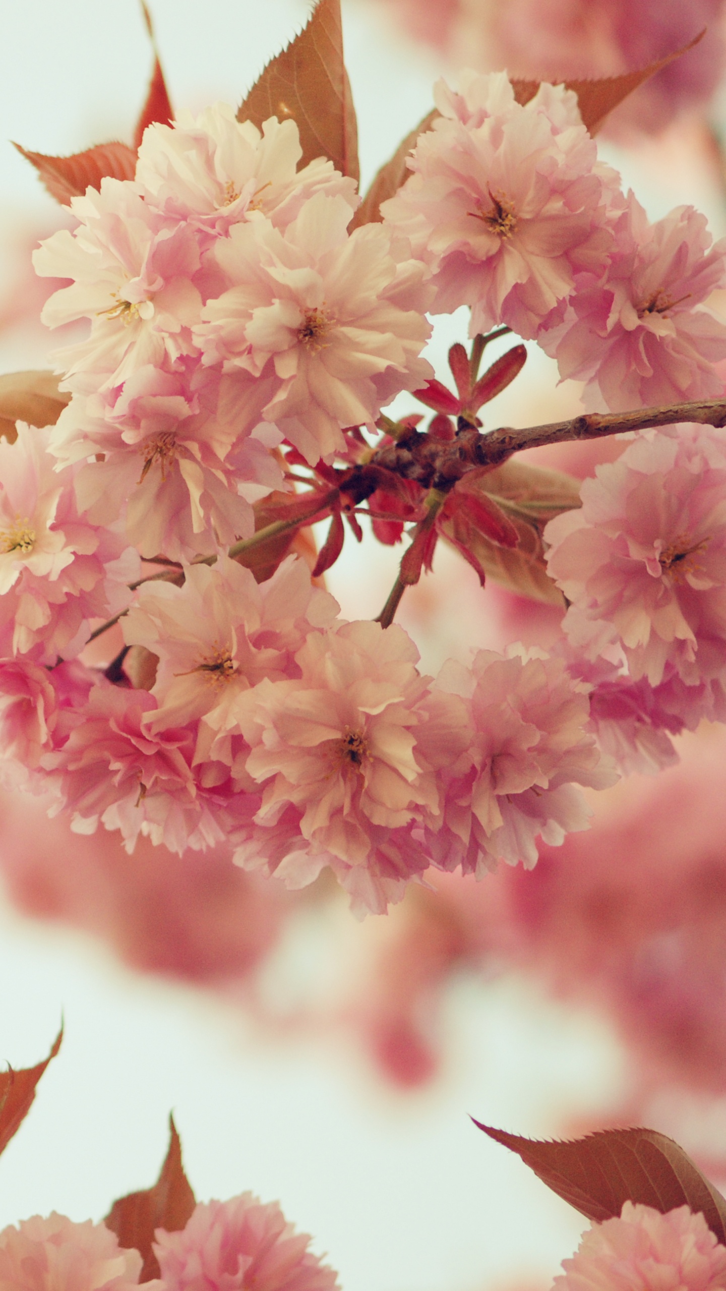 Pink and White Flowers in Tilt Shift Lens. Wallpaper in 1440x2560 Resolution