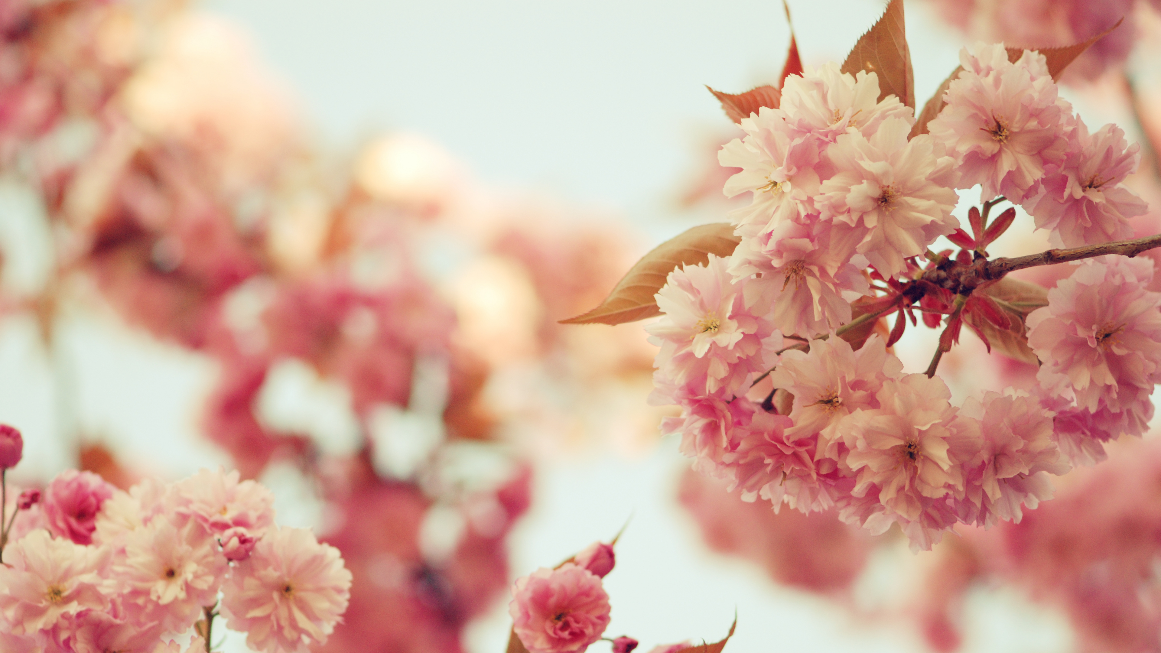 Pink and White Flowers in Tilt Shift Lens. Wallpaper in 3840x2160 Resolution