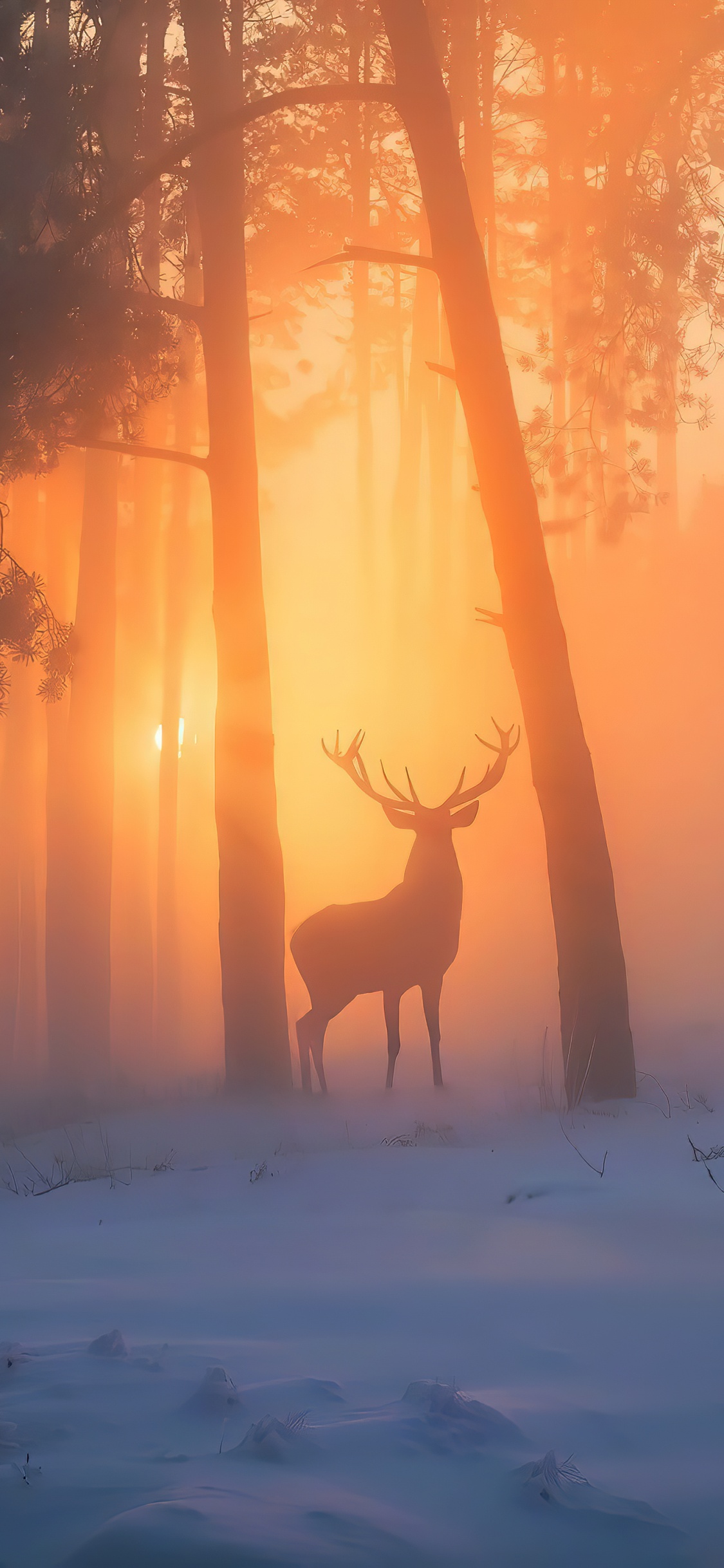日出, 气氛, 麋鹿, 光, 自然景观 壁纸 1125x2436 允许
