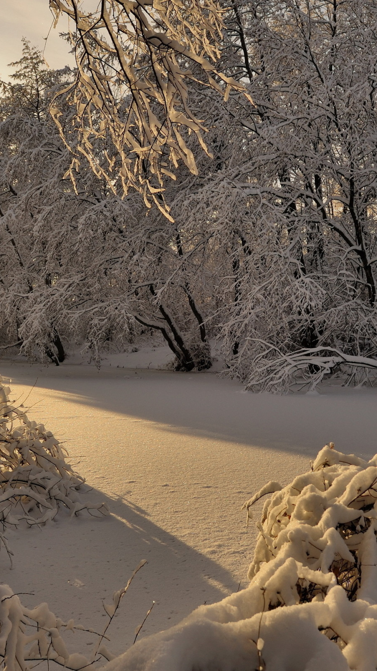 Árbol Sin Hojas Sobre Arena Marrón Durante el Día. Wallpaper in 750x1334 Resolution