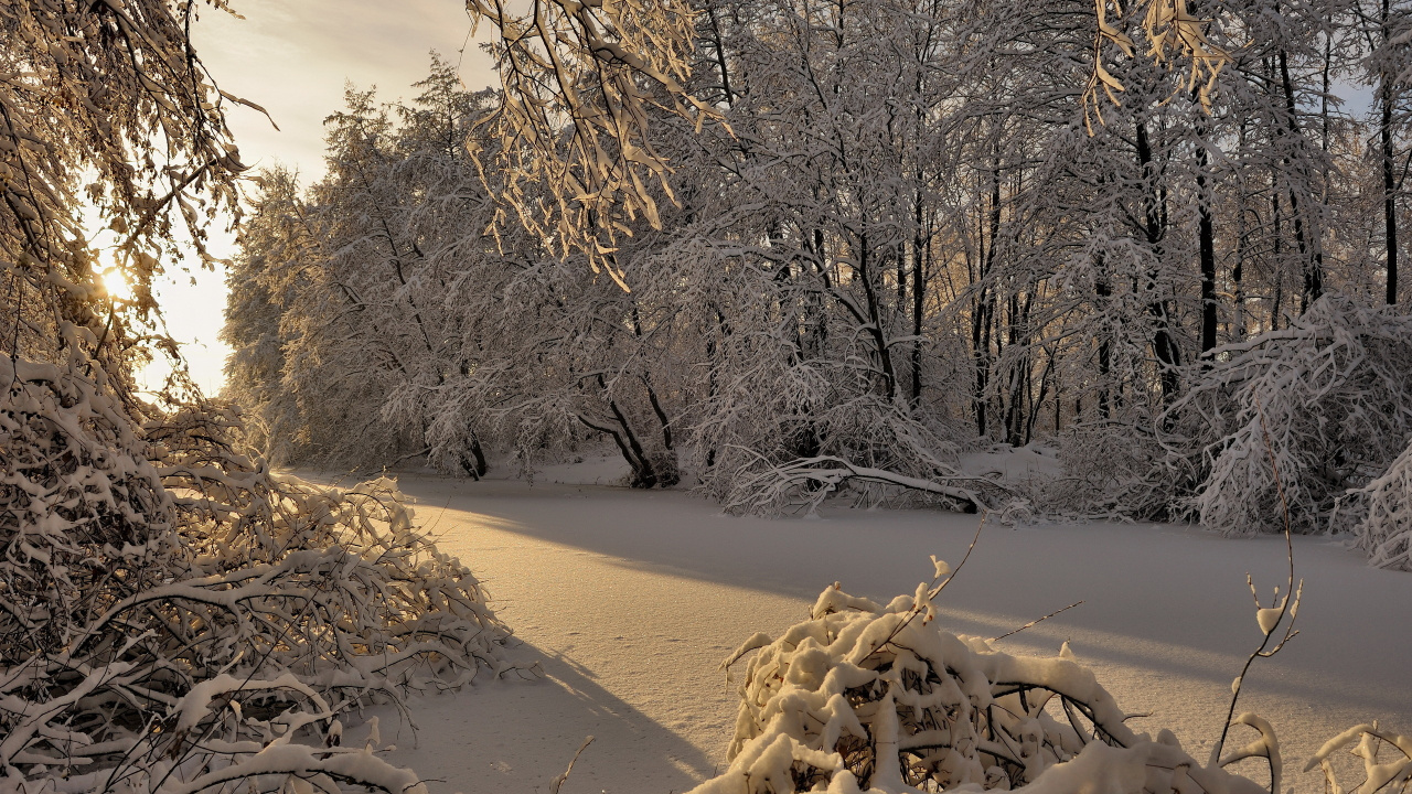 Arbre Sans Feuilles Sur le Sable Brun Pendant la Journée. Wallpaper in 1280x720 Resolution