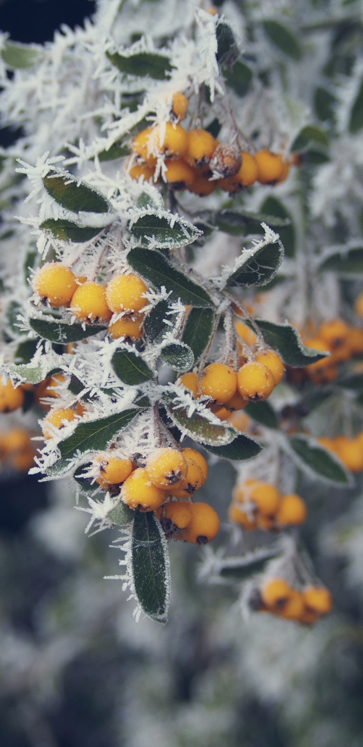 Flores Amarillas en Hojas Verdes. Wallpaper in 1440x2960 Resolution